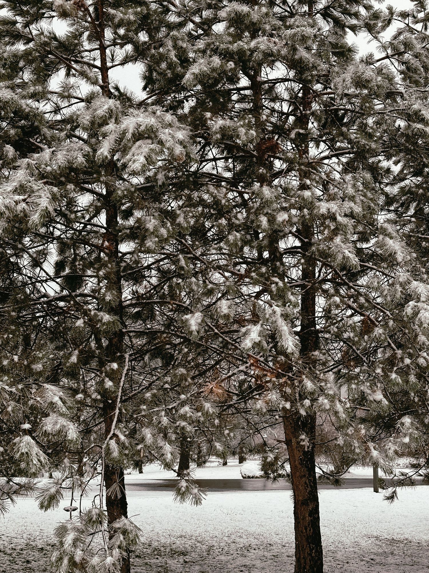 Snow-laden pine trees in a winter forest setting.