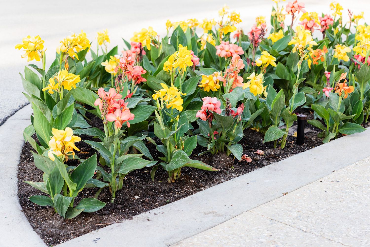 Colorful yellow and pink canna lilies blooming in a garden bed along a concrete path.
