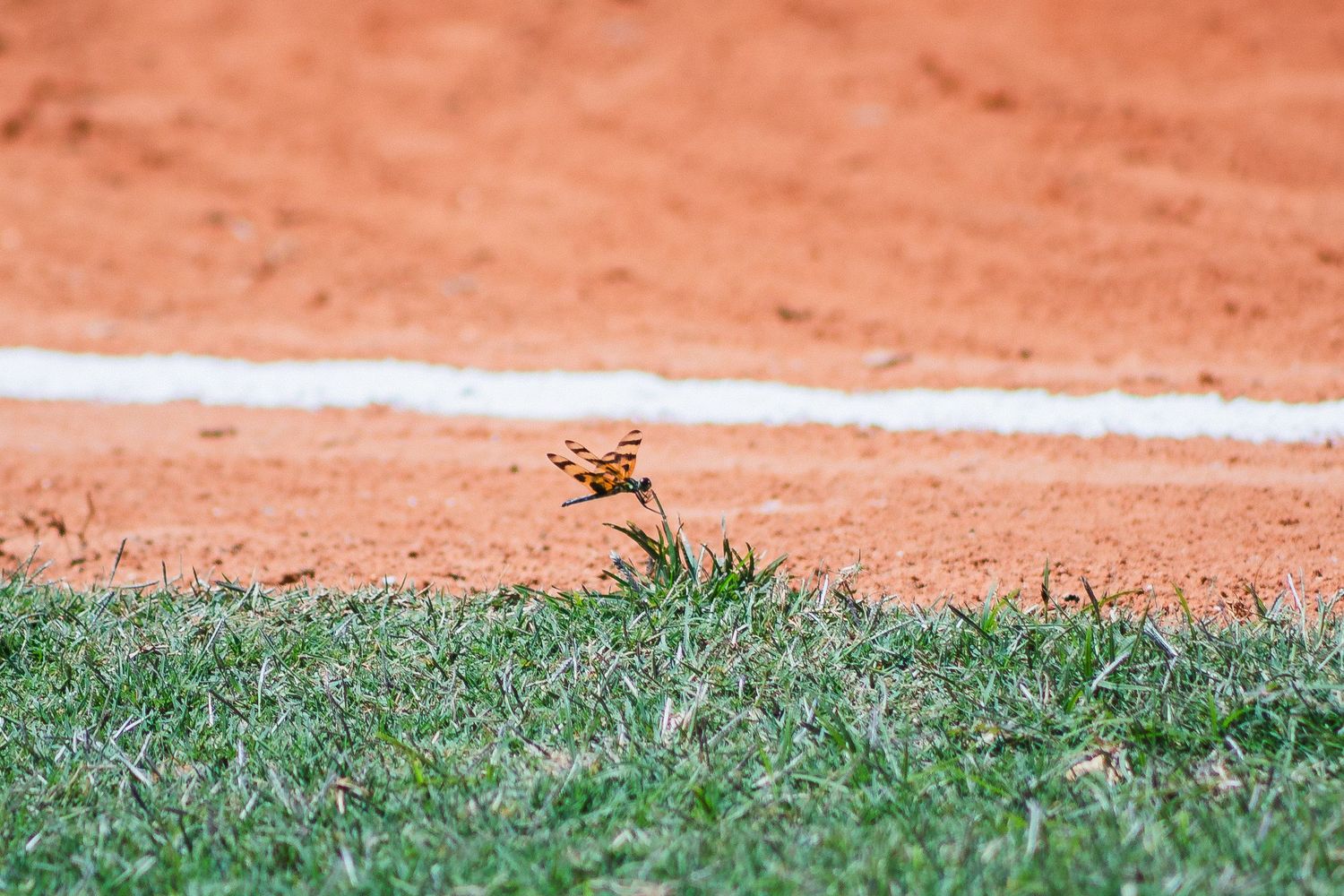A butterfly rests on grass near a clay or dirt baseline on a sports field.