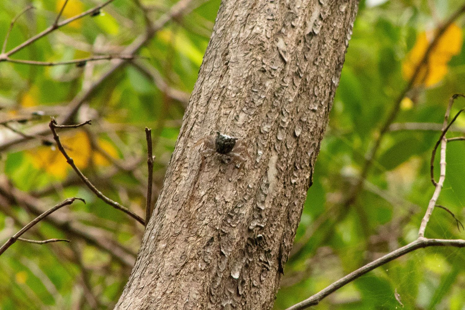 Small brown moth resting on gray tree bark with blurred green and yellow foliage in background.