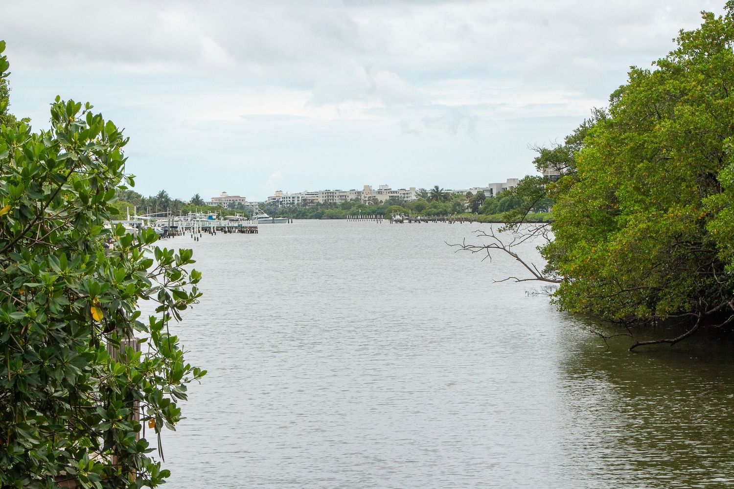 A calm waterway lined with green mangroves and trees with distant buildings visible on the shoreline.