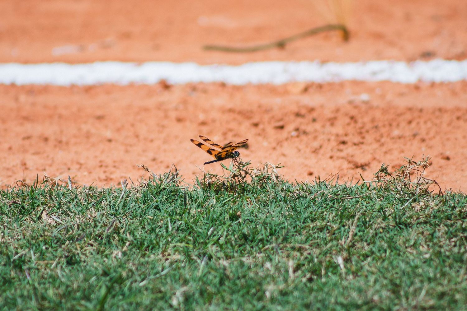 A brown wasp in flight hovering above green grass with reddish clay soil in the background.