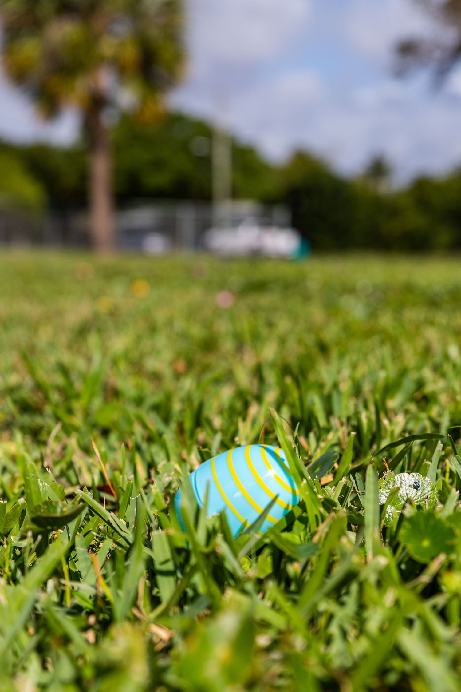 A colorful blue and green striped Easter egg hidden in lush green grass during an outdoor Easter egg hunt.