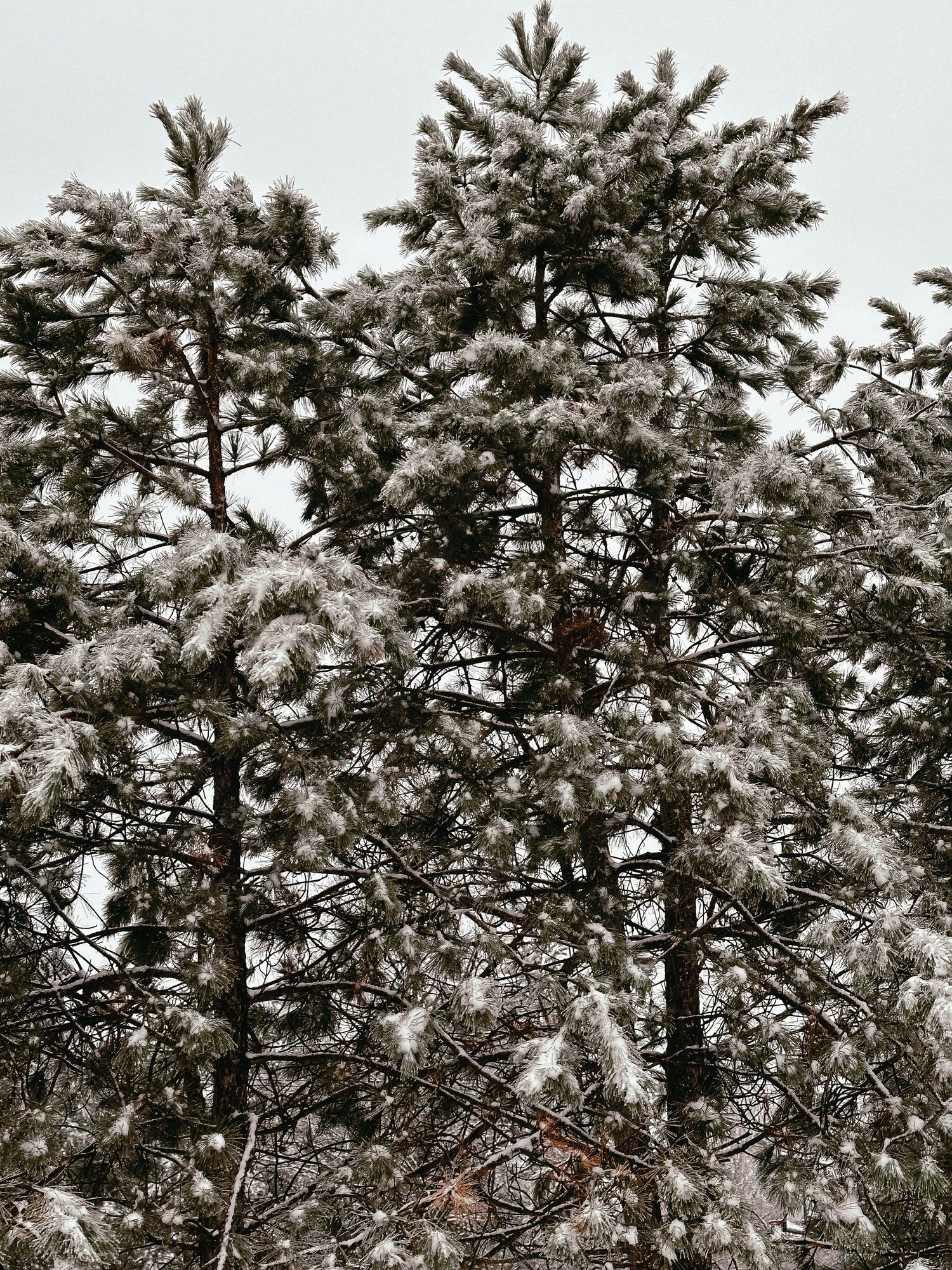 Snow-covered evergreen tree branches creating a winter wonderland scene.