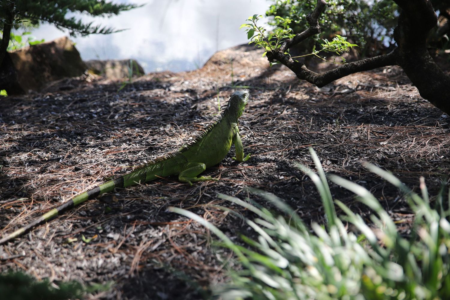 A bright green iguana stands on dark soil near ornamental grasses in a tropical garden setting.