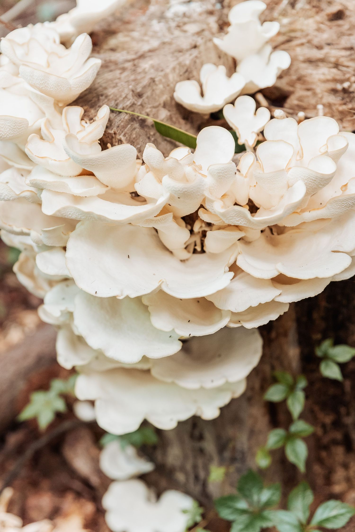 Close-up macro photos of white oyster mushrooms growing in clusters on wood with green foliage in background.