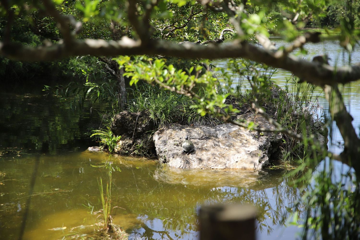Tranquil pond surrounded by lush green foliage and overhanging tree branches reflects the natural scenery in its calm waters.