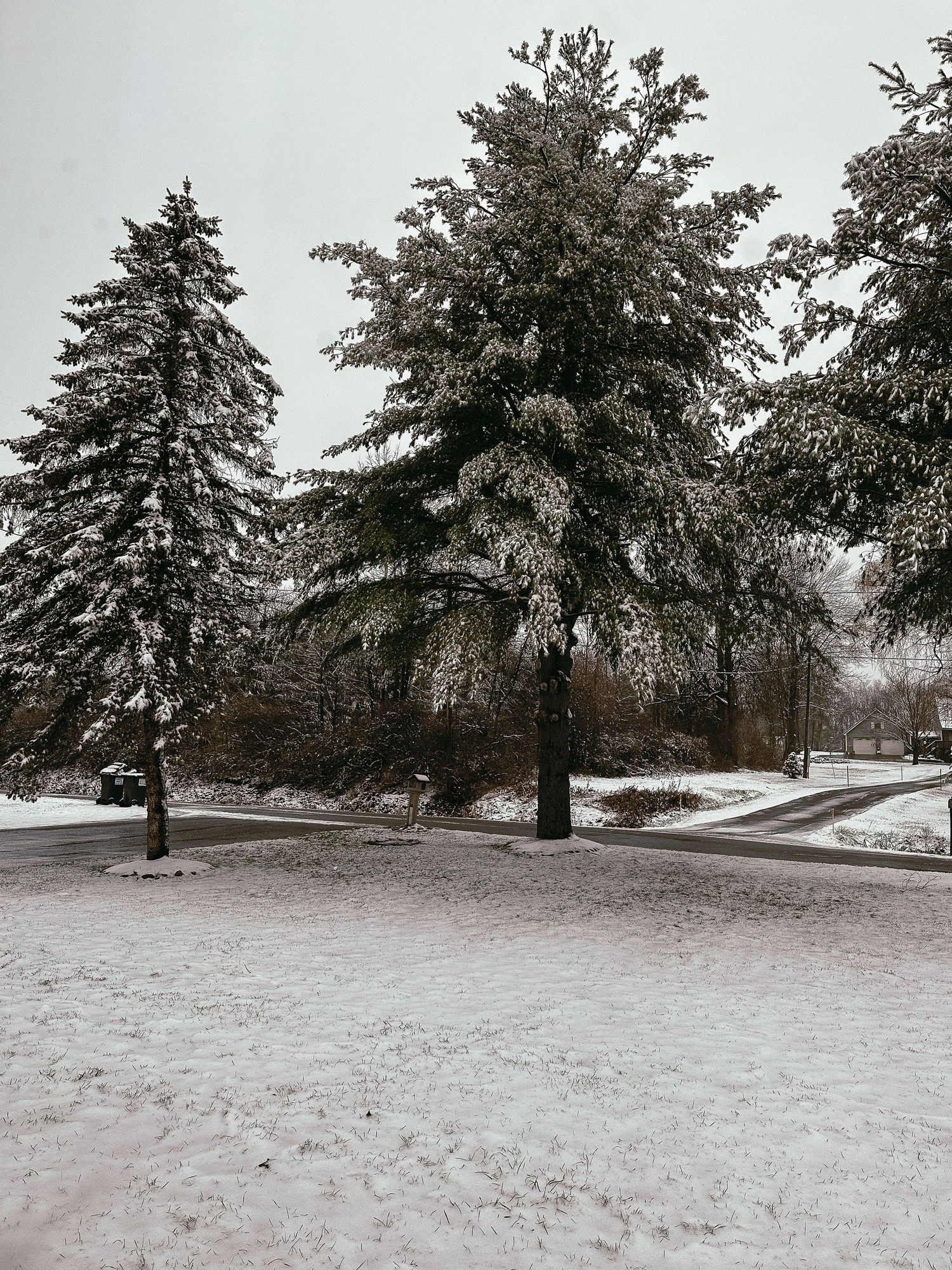 Snow covered evergreen trees line a curved path during a winter day.