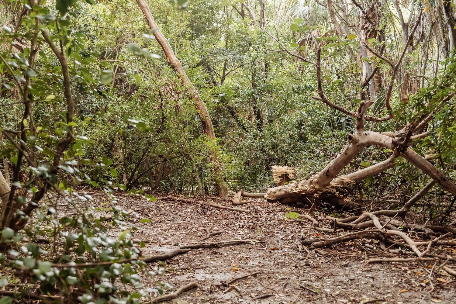 A dirt hiking trail winds through dense forest with fallen logs and green foliage surrounding the path.