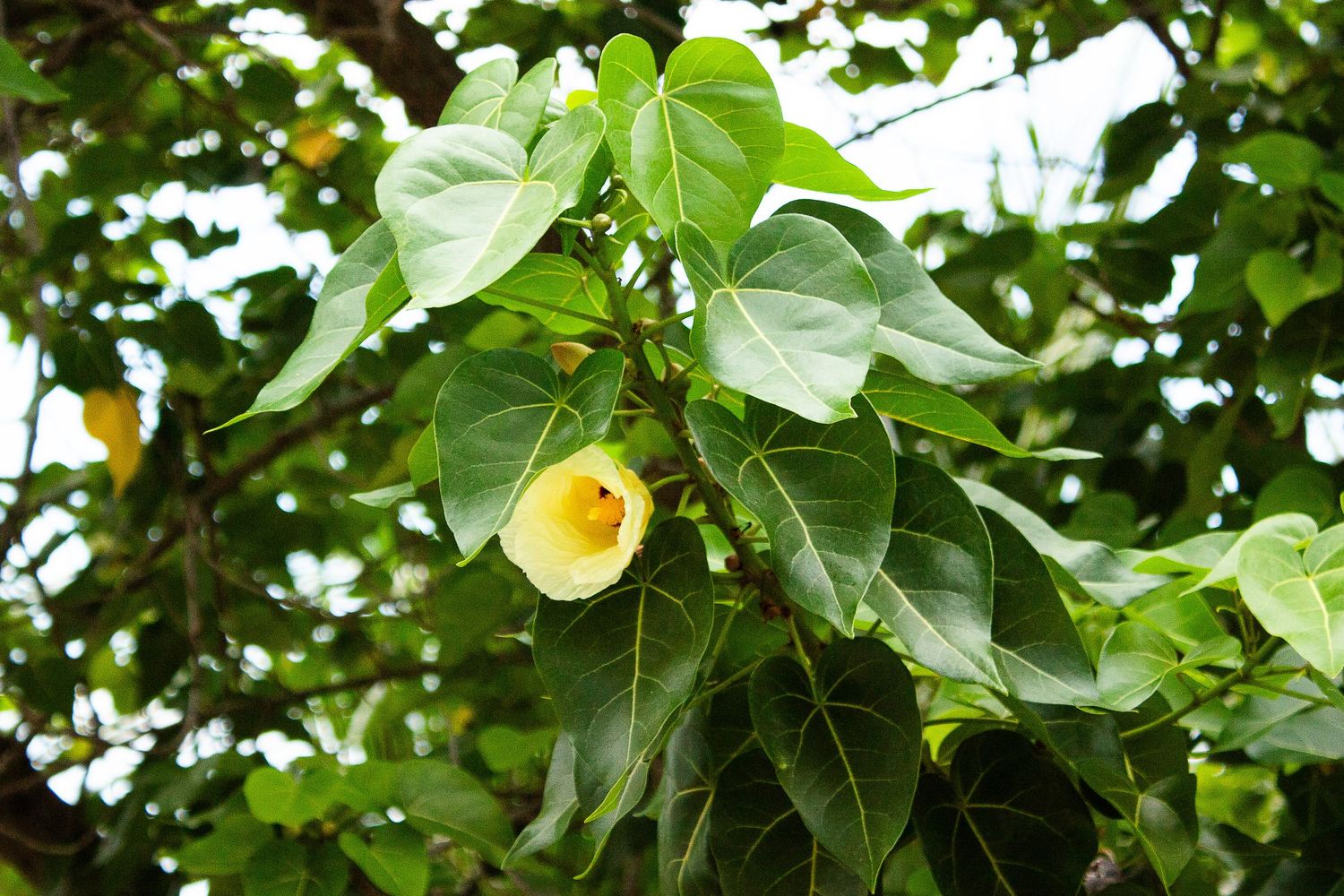 Yellow flowering Allamanda cathartica plant with glossy green leaves growing on vine in tropical garden.
