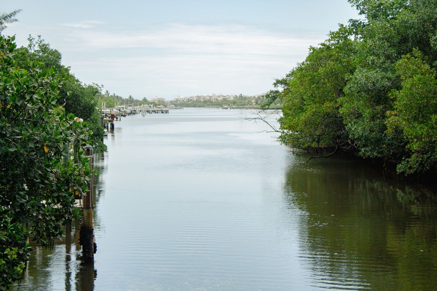 Calm waterway bordered by lush green mangroves and trees with wooden posts along the shoreline.