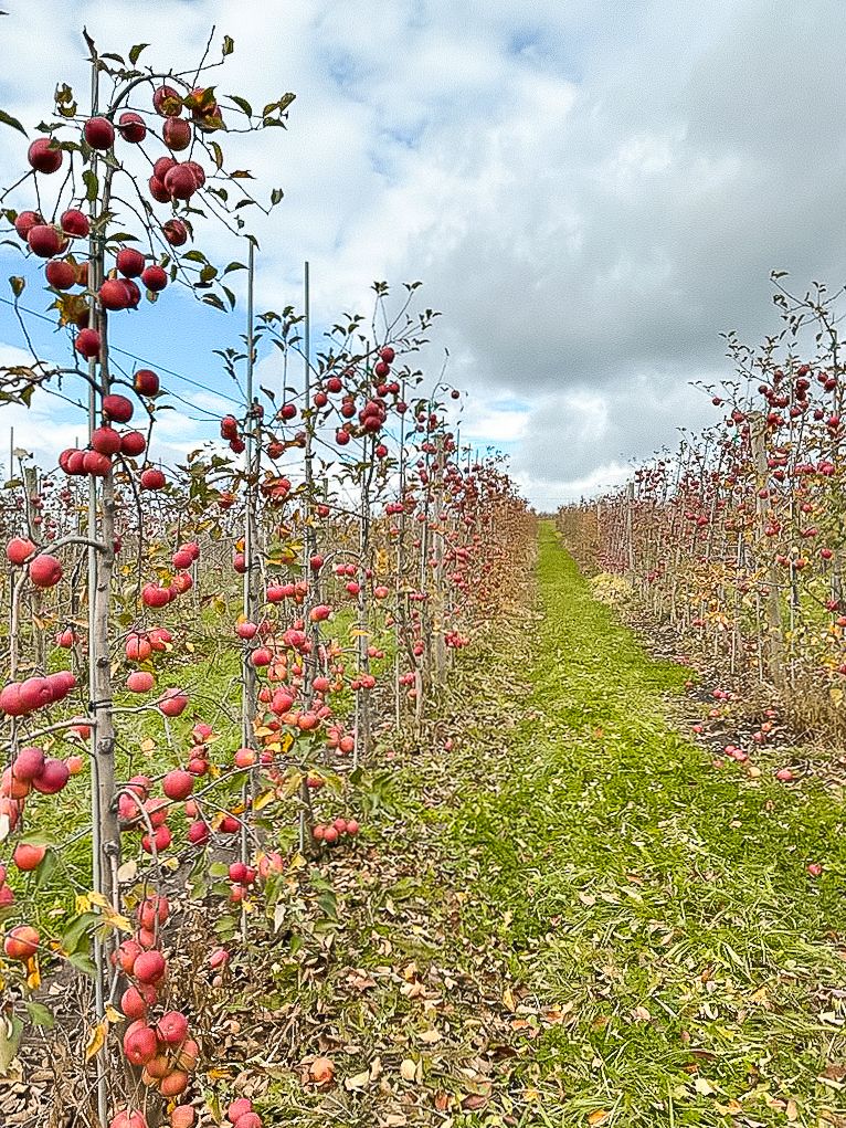 Rows of red apple trees in an orchard with a grassy path between them.
