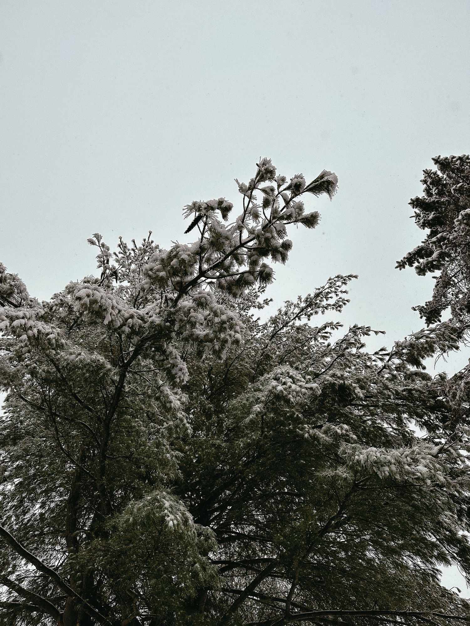 Snow-laden branches of evergreen trees against a grey winter sky.