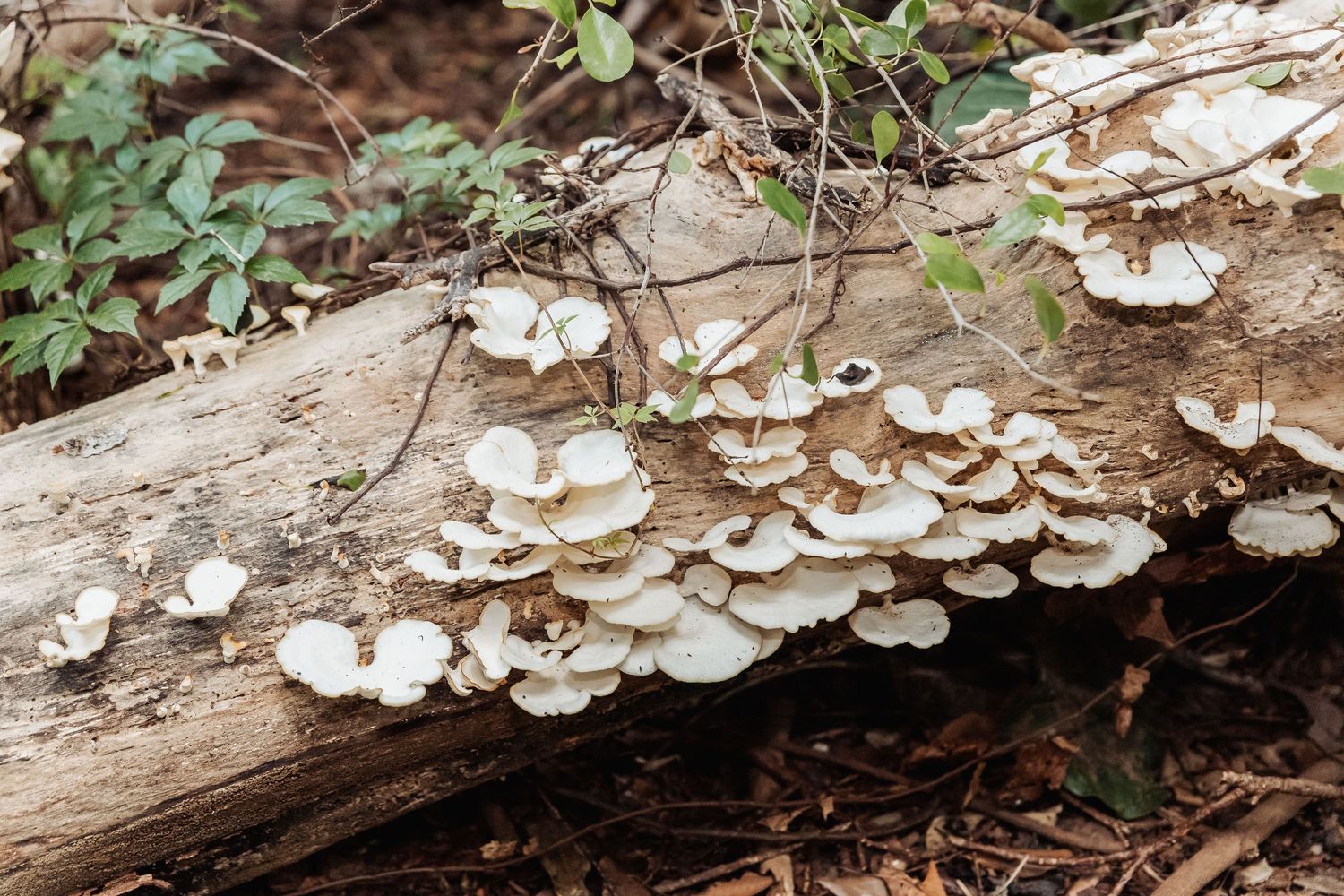 White oyster mushrooms growing in clusters on a fallen log in a natural woodland setting.