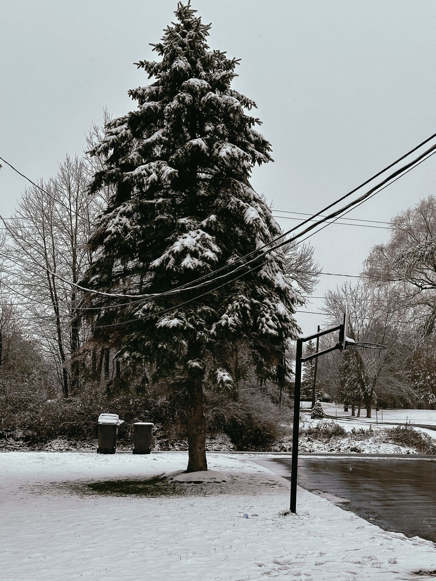 Large snow-covered evergreen tree next to utility poles and a snowy road.