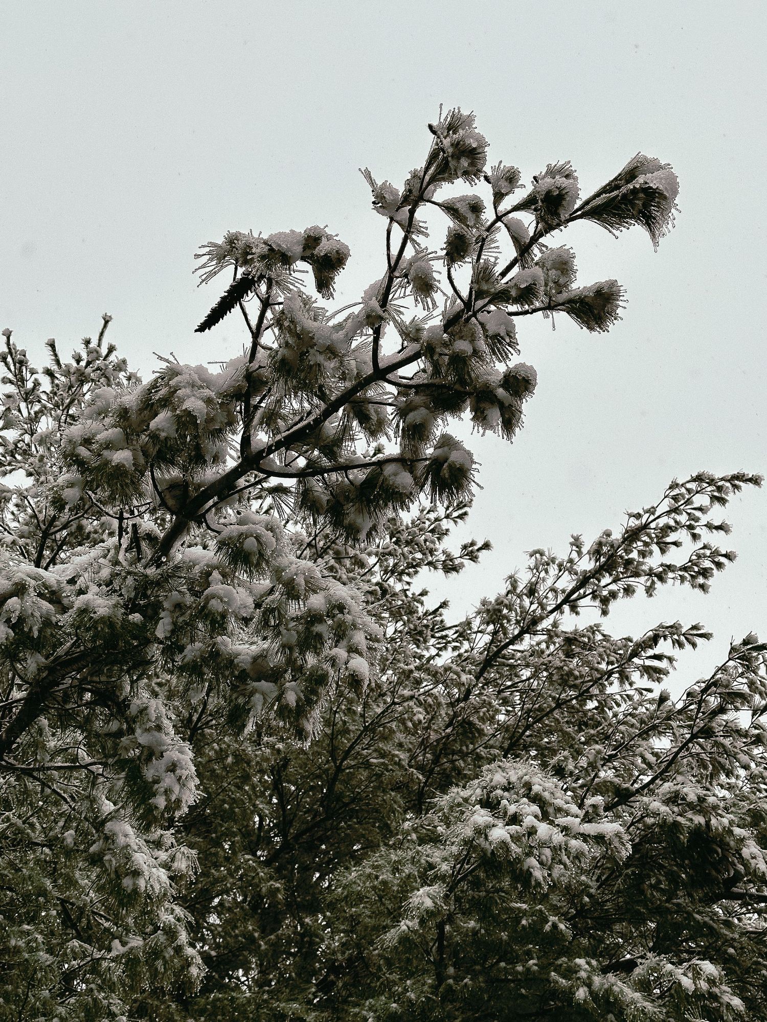 Close-up of snow-covered pine branches against an overcast sky.