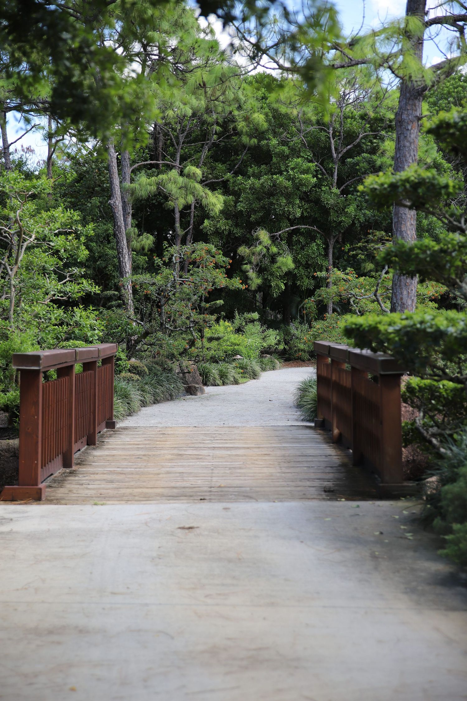 A wooden boardwalk path winds through a lush pine forest with brown railings on both sides.