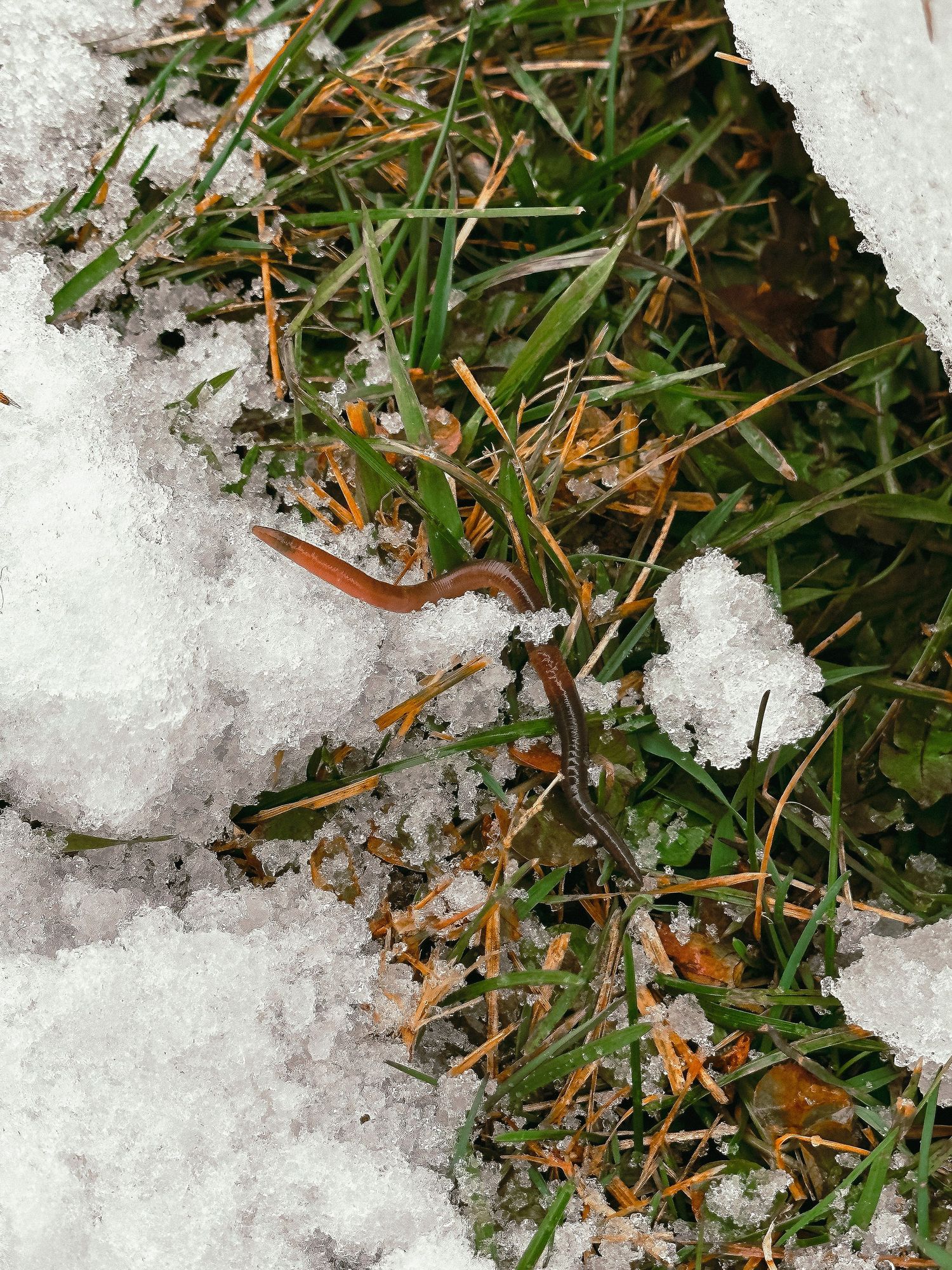 Melting snow patches on green grass showing the transition between winter and spring seasons.