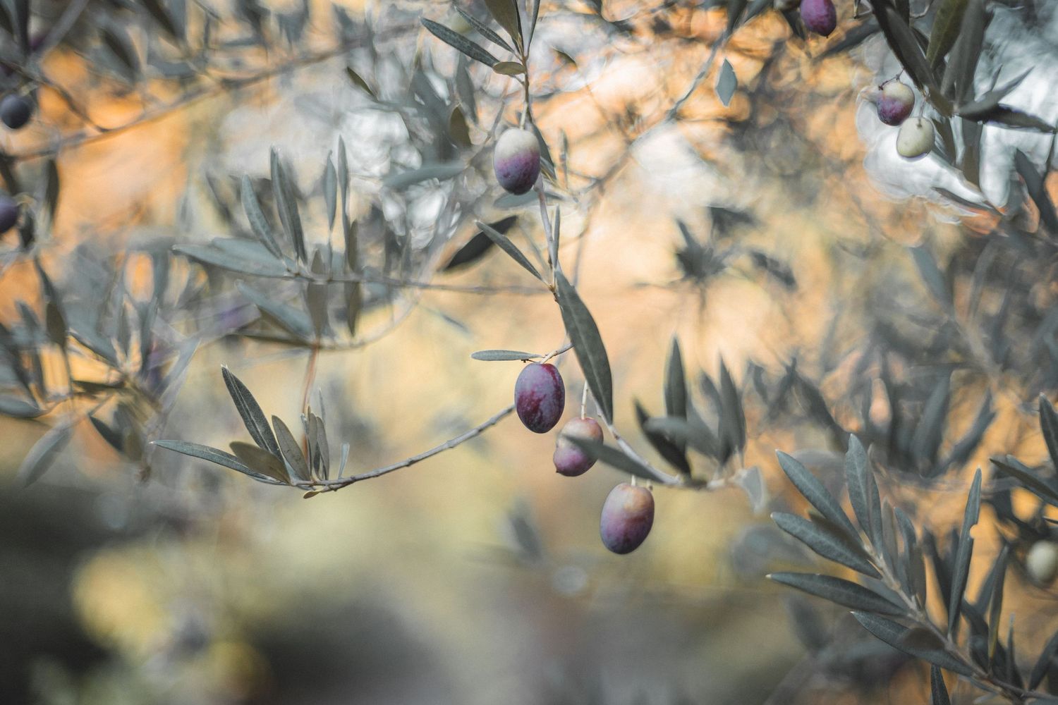 olive violette olivier en provence couple coucher de soleil en provence en nature lumière naturelle extérieur été