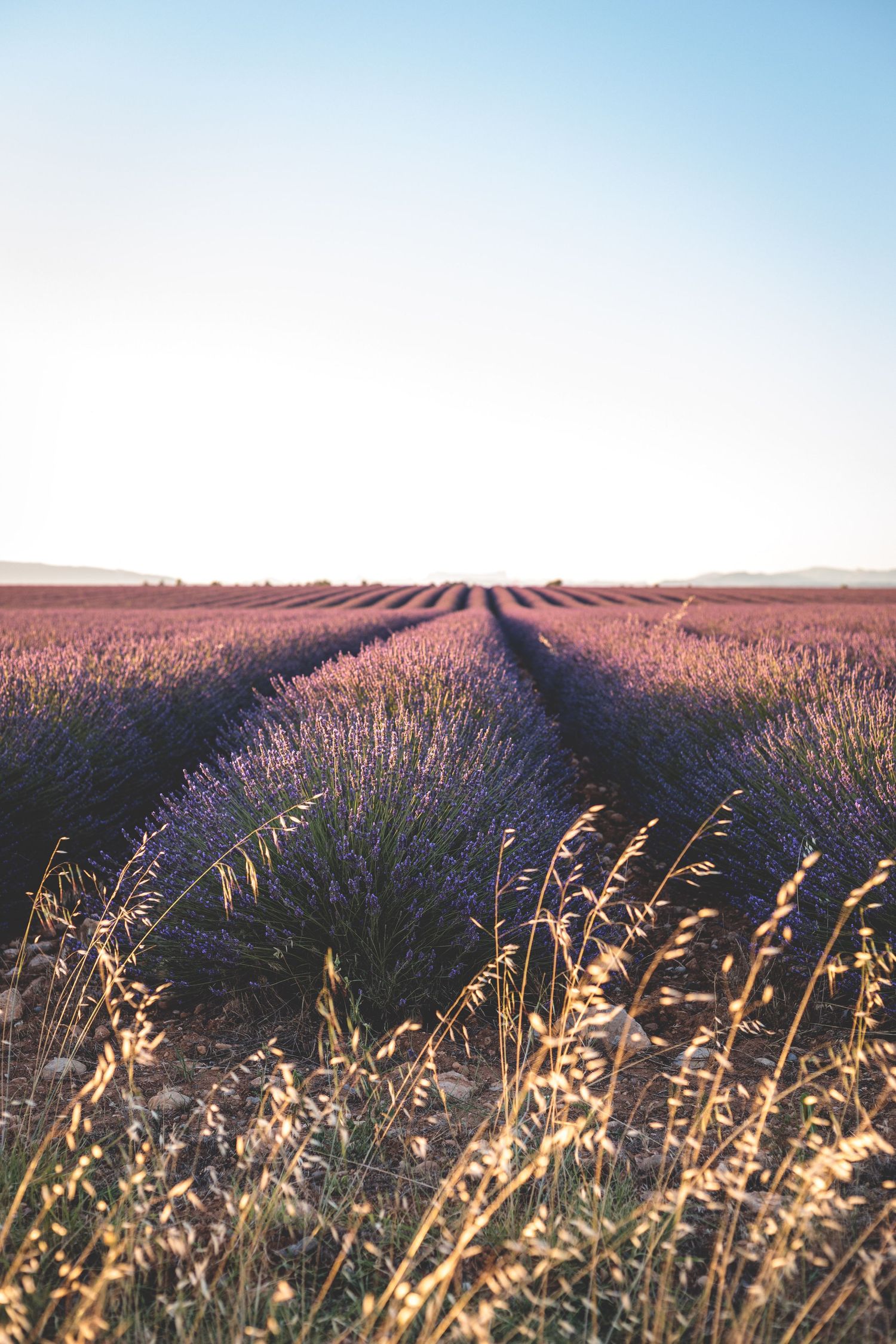 Champ lavande valensole provence coucher de soleil en provence en nature lumière naturelle extérieur été