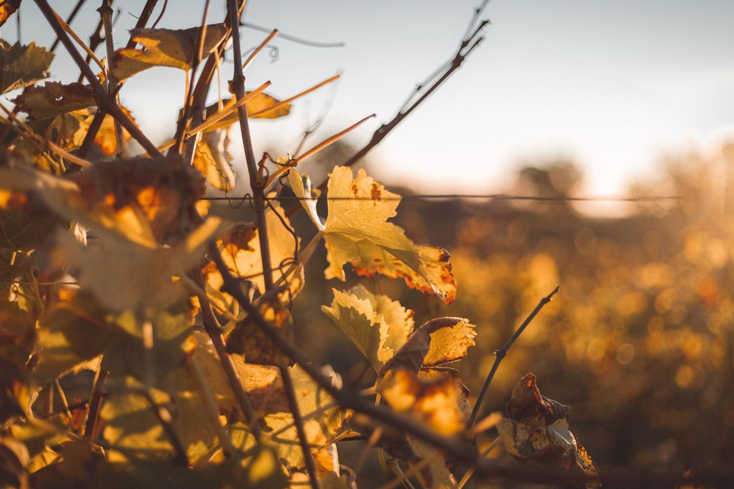 Vignes coucher de soleil en provence en nature lumière naturelle extérieur été les granettes aix-en-provence