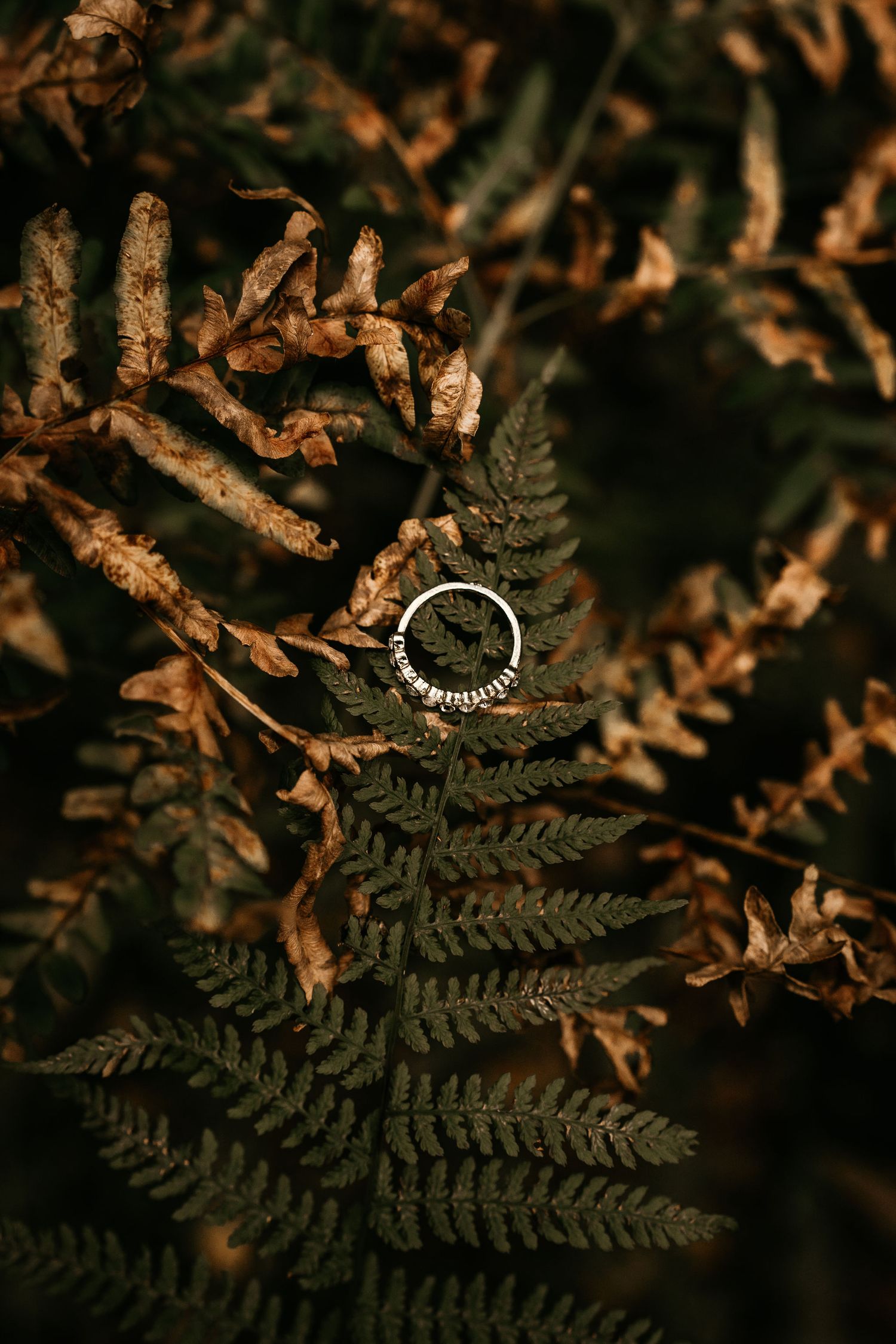 A silver wedding ring rests delicately on a green fern leaf against a backdrop of dried autumn foliage.