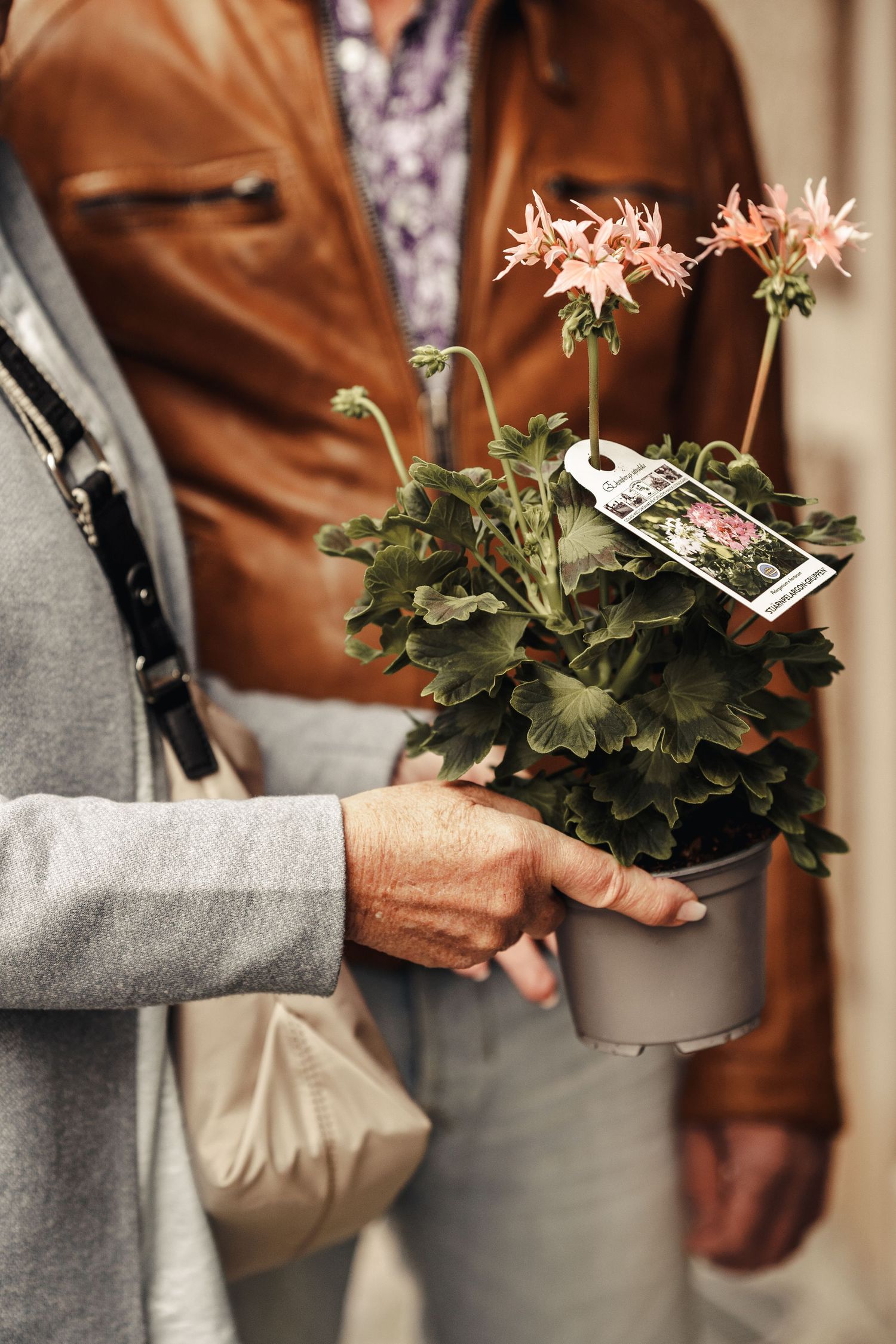 Close up view of hands holding a potted pink columbine plant with a price tag in gray planter.