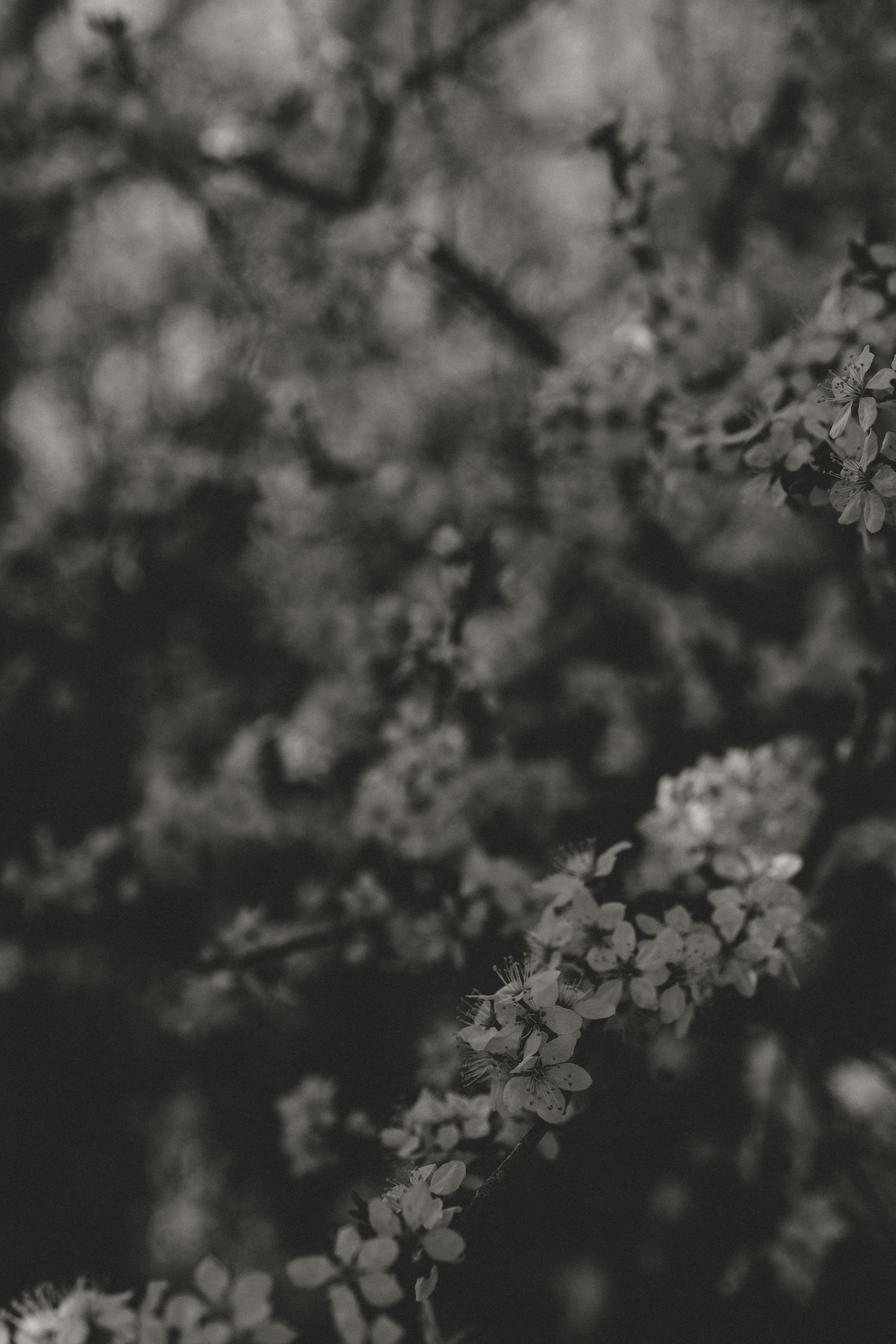 Delicate white cherry blossoms bloom on branching stems in a moody black and white photograph.
