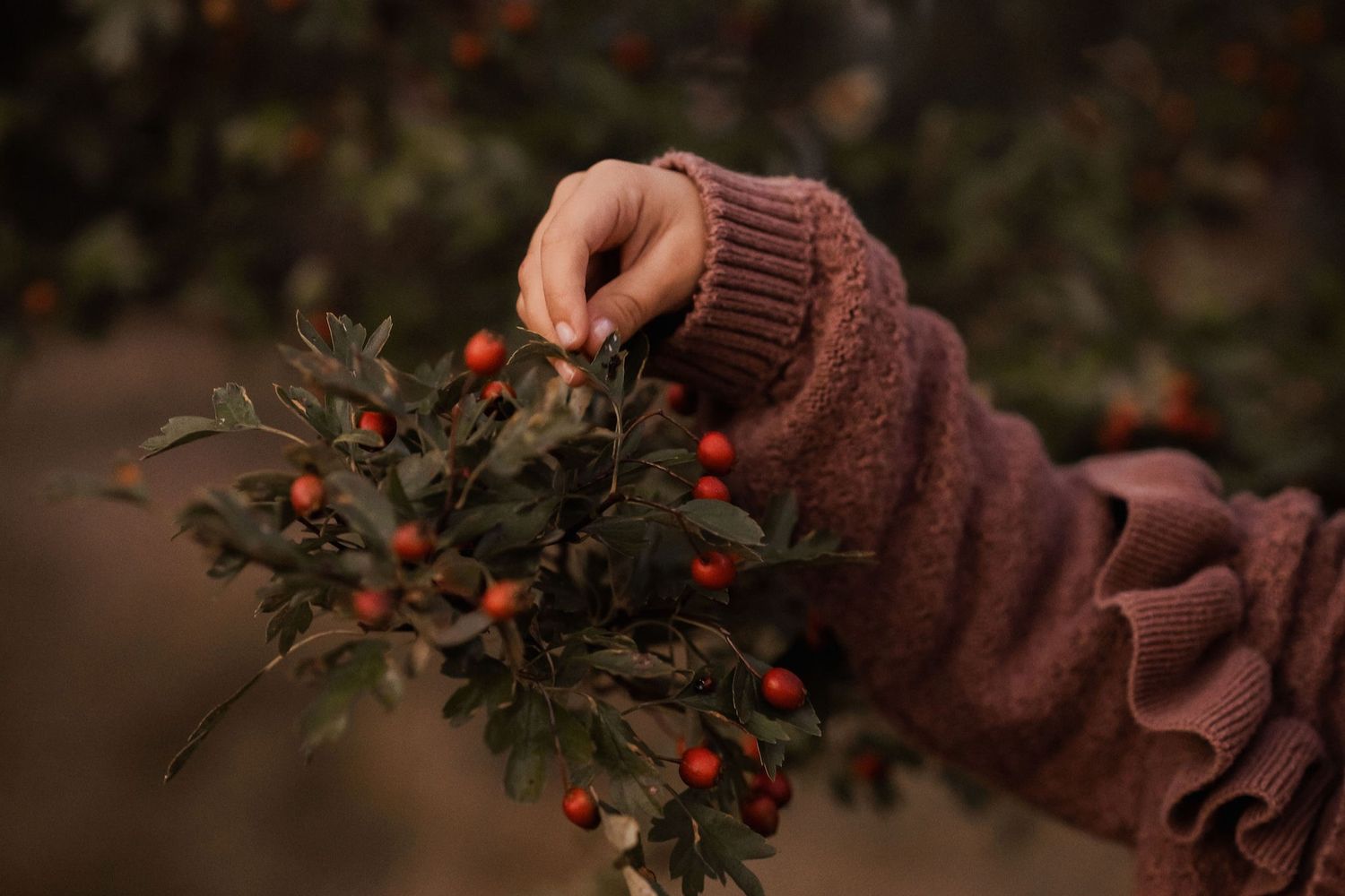 Hand in brown knit sleeve reaching to touch winter berries and greenery.