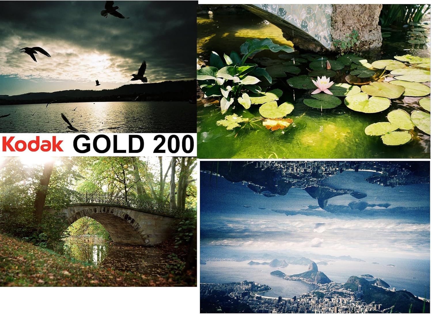 Kodak Gold 200 film collage featuring a lake at sunset, lily pads, a stone bridge in autumn woods, and a coastal cityscape.