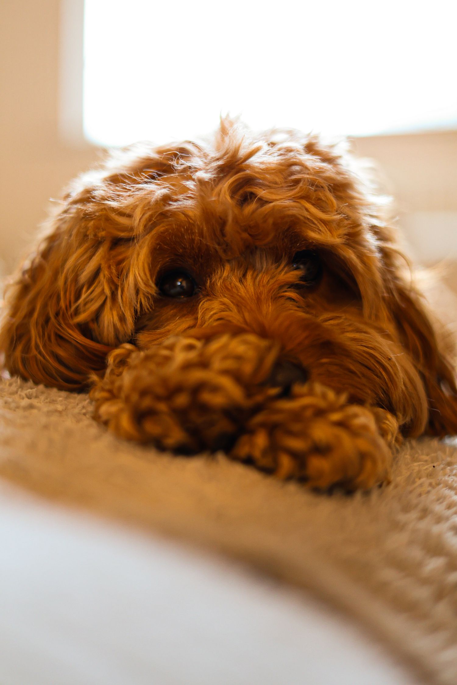Close-up of a sleepy brown labradoodle dog resting on a beige carpet.