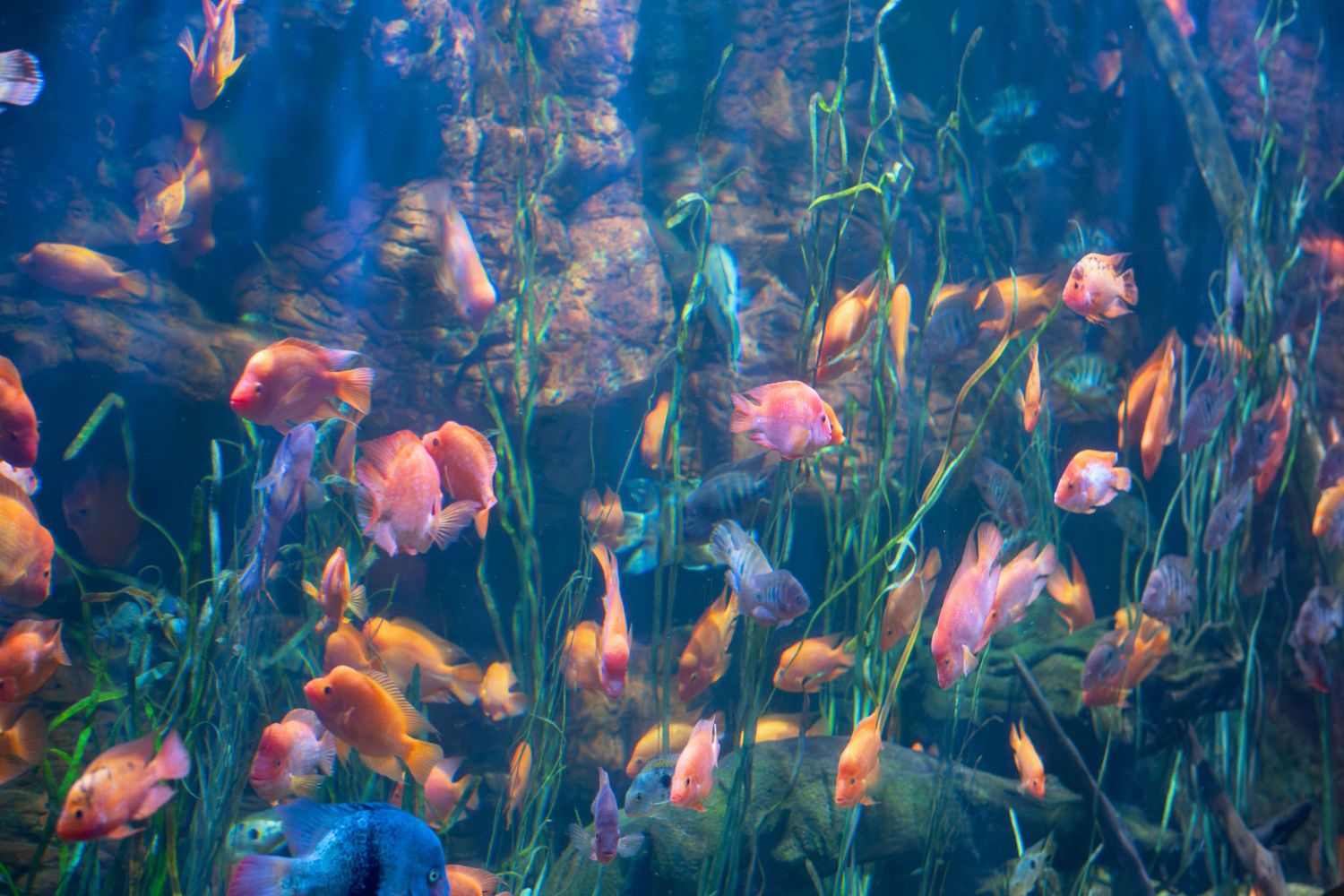 Colorful tropical fish swimming among aquatic plants in a vibrant blue aquarium display.
