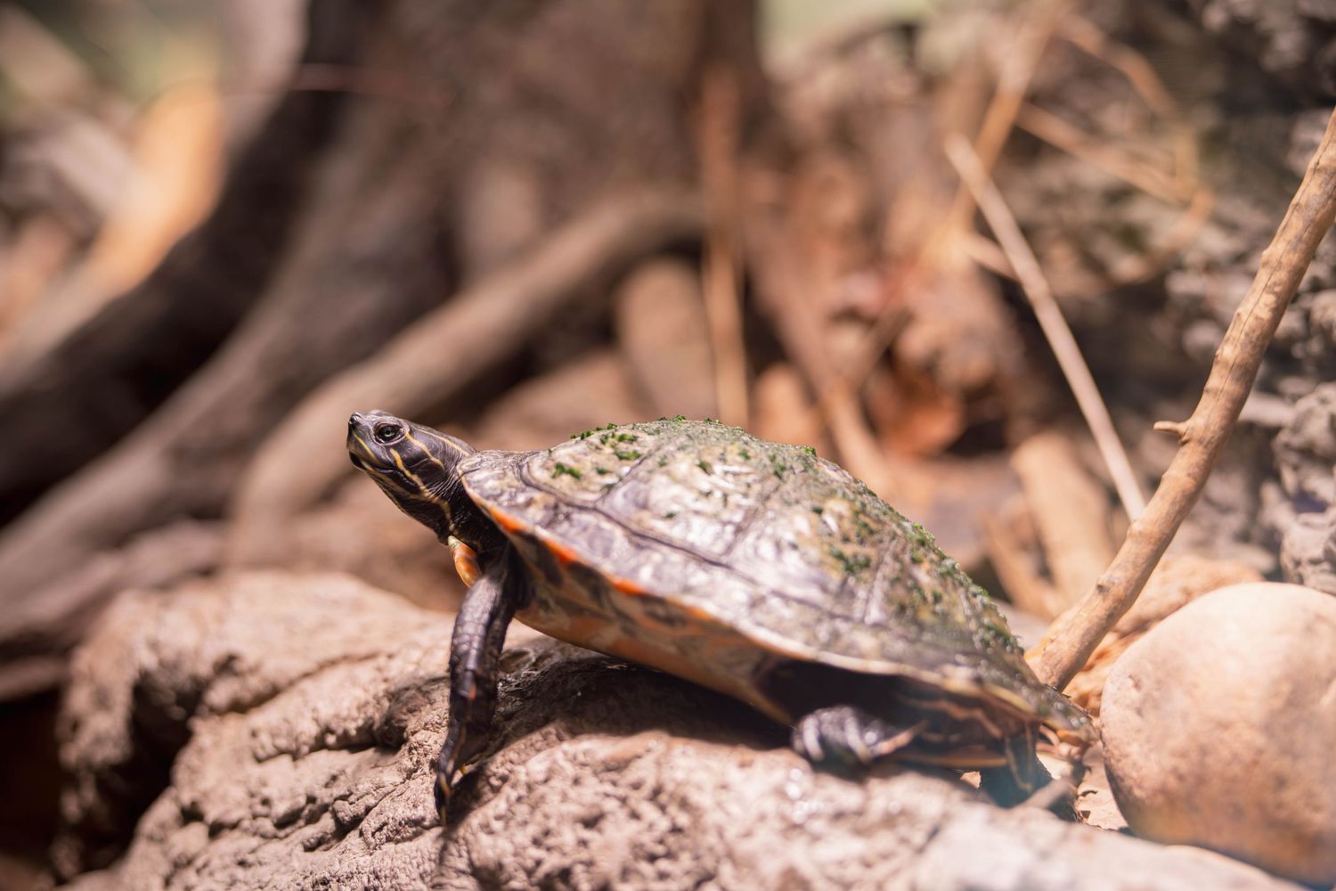 A spotted turtle with brown and yellow shell markings crawls across muddy ground in natural habitat.