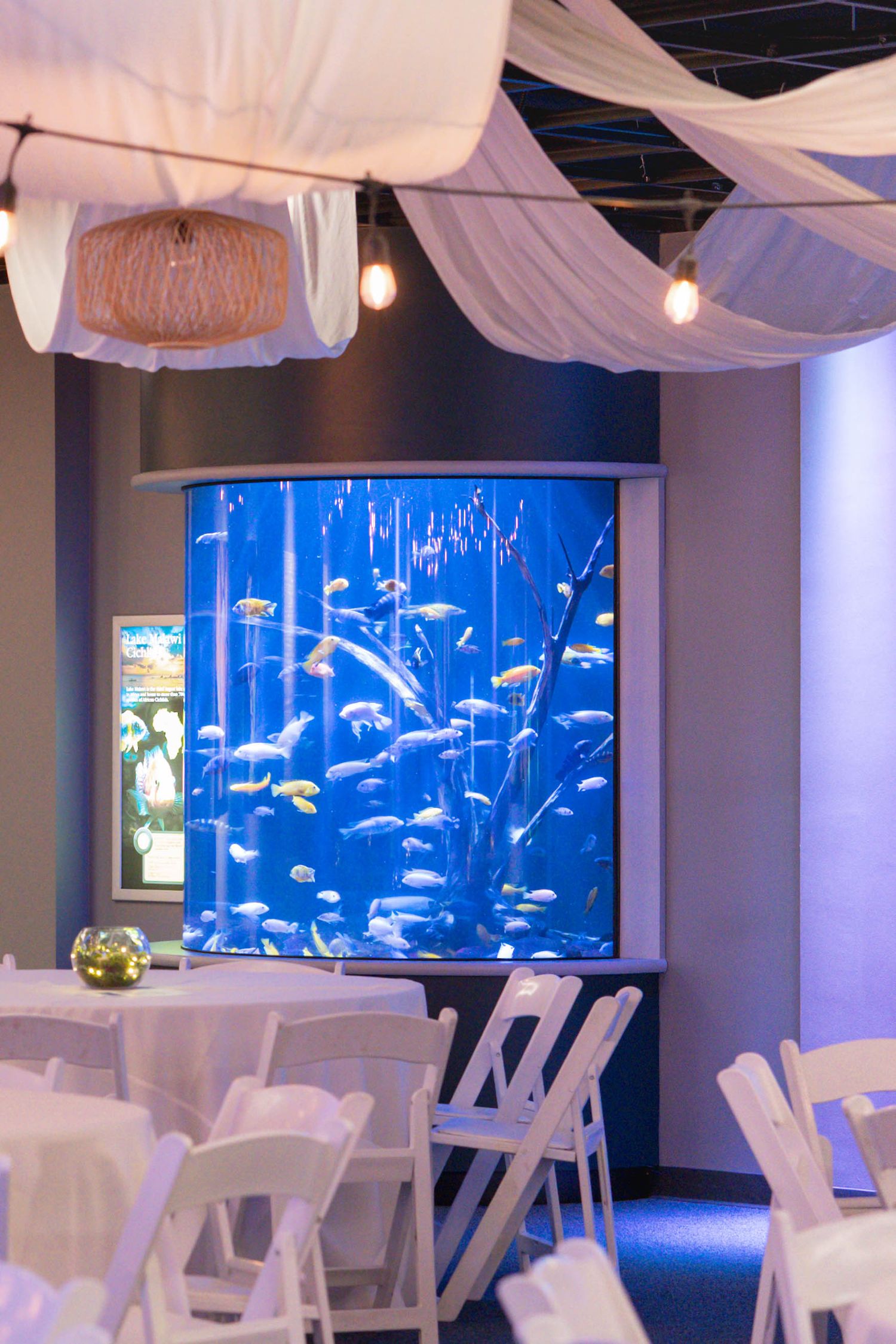 A modern wedding reception space featuring a large aquarium tank with white draping and hanging lights.