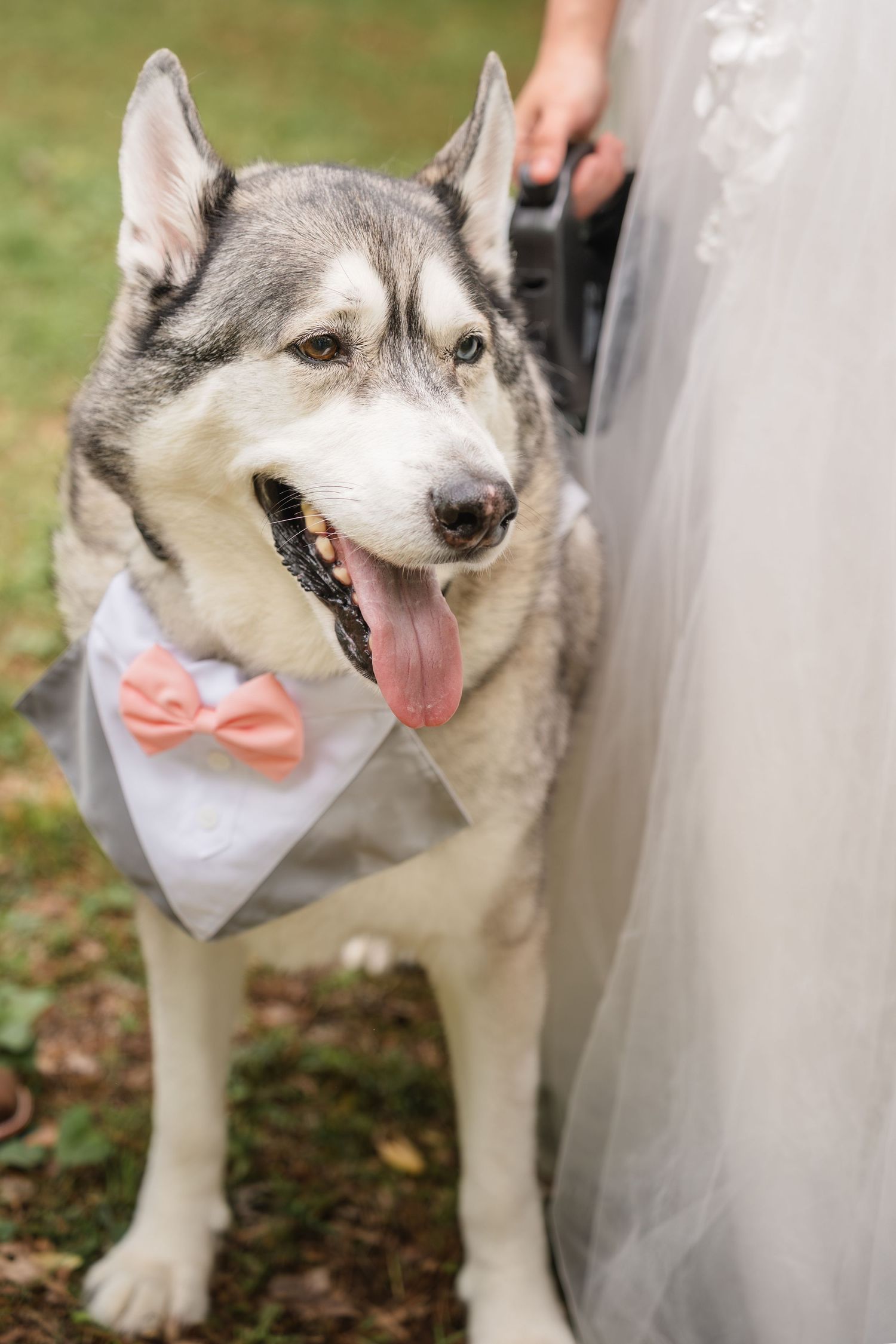 Husky wearing a formal white bandana with pink bow tie standing outdoors next to wedding dress fabric.