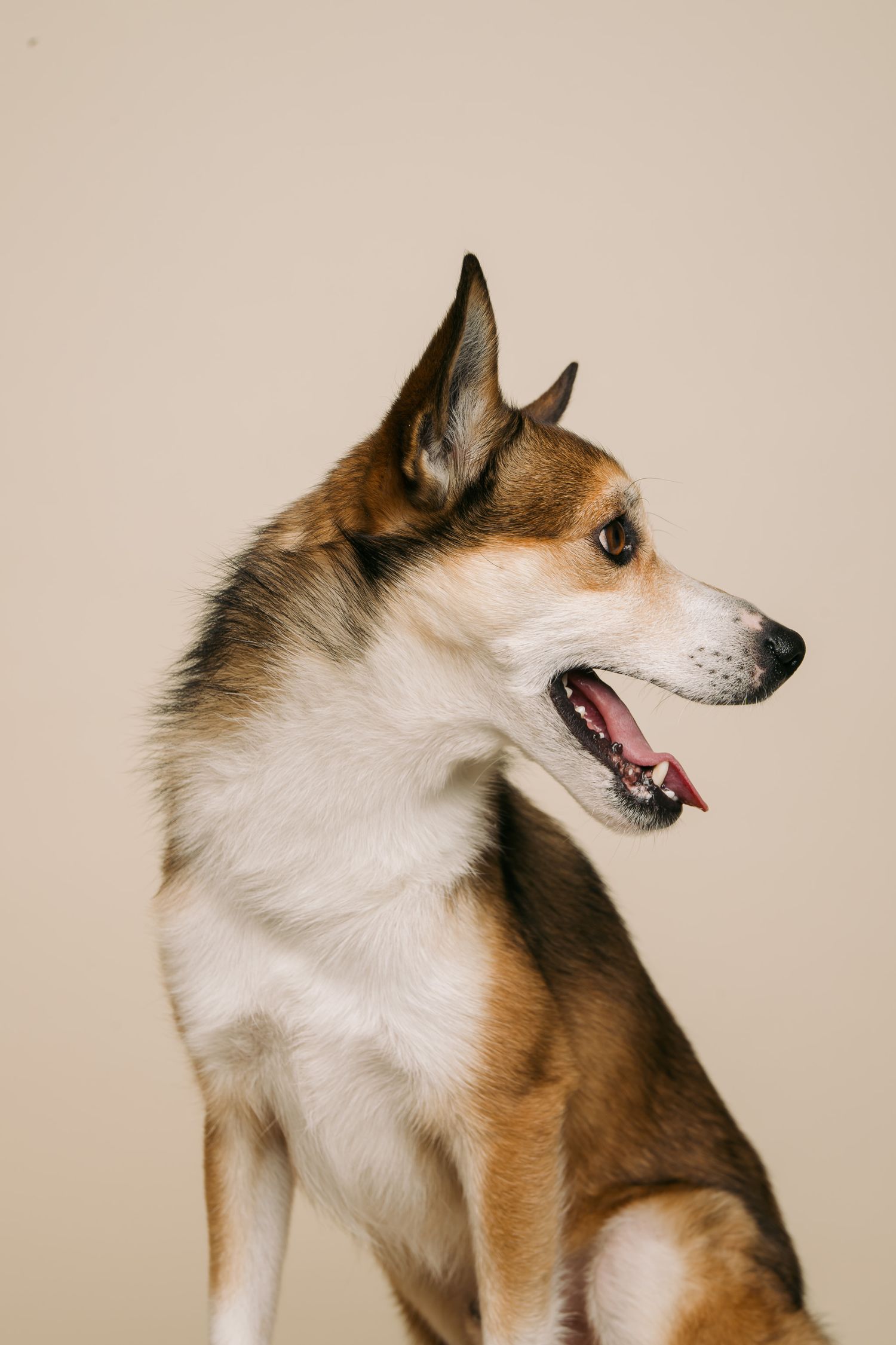 Norsk lundehund i profil under hundefotografering i studio
