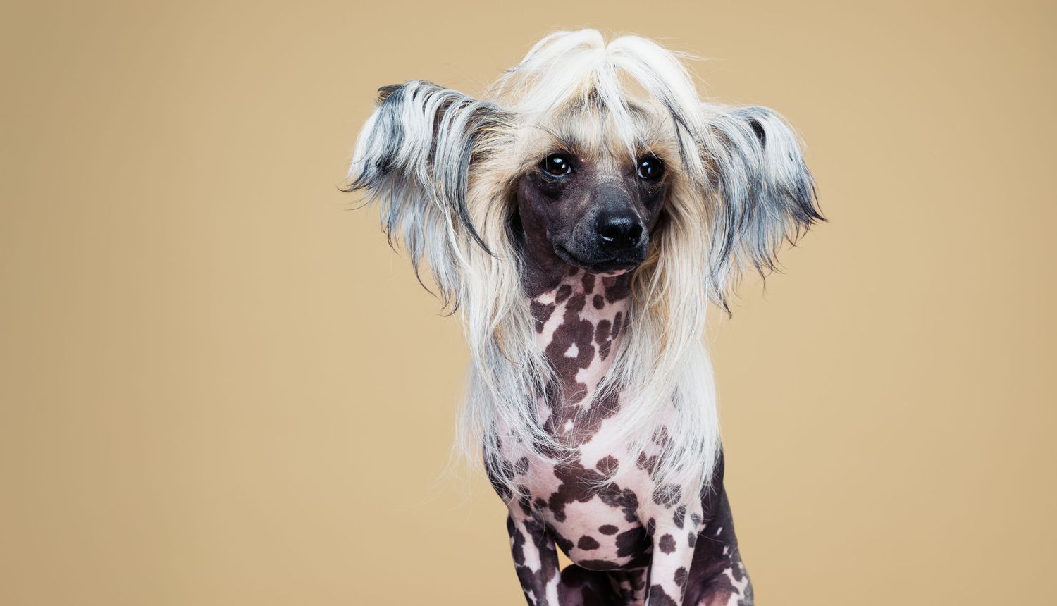 Chinese Crested hund portrettert i studio på Nordstrand – hundefotograf i Oslo