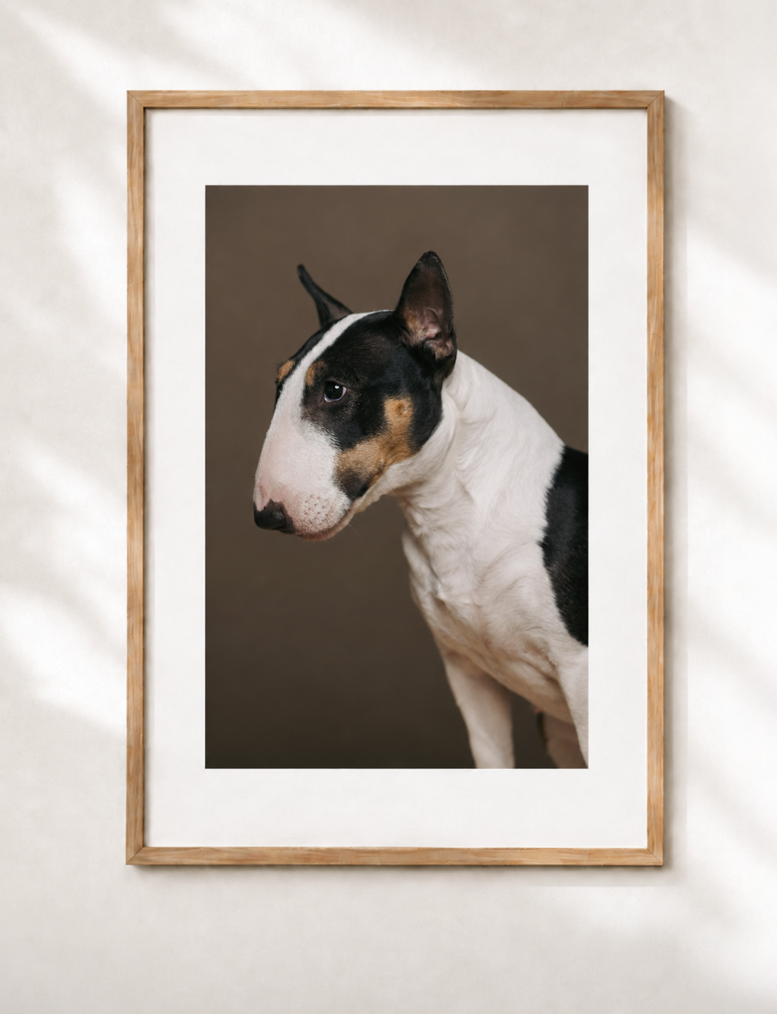 Innrammet hundeportrett i eikeramme med passepartout – studiofotografering av bull terrier hos MØ Dyrefoto i Oslo.