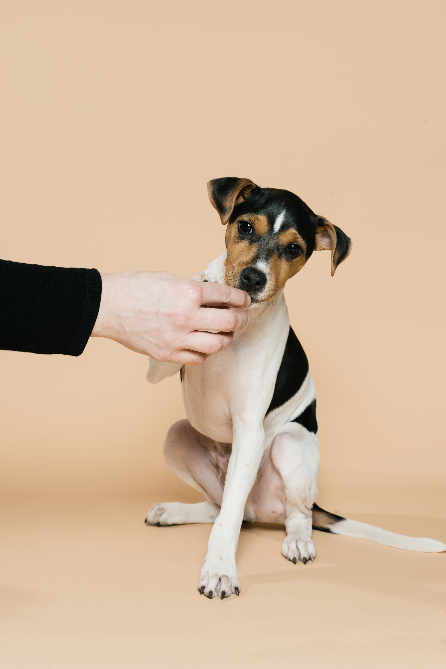 Dansk-svensk gårdshund får en godbit under fotografering med MØ Dyrefoto