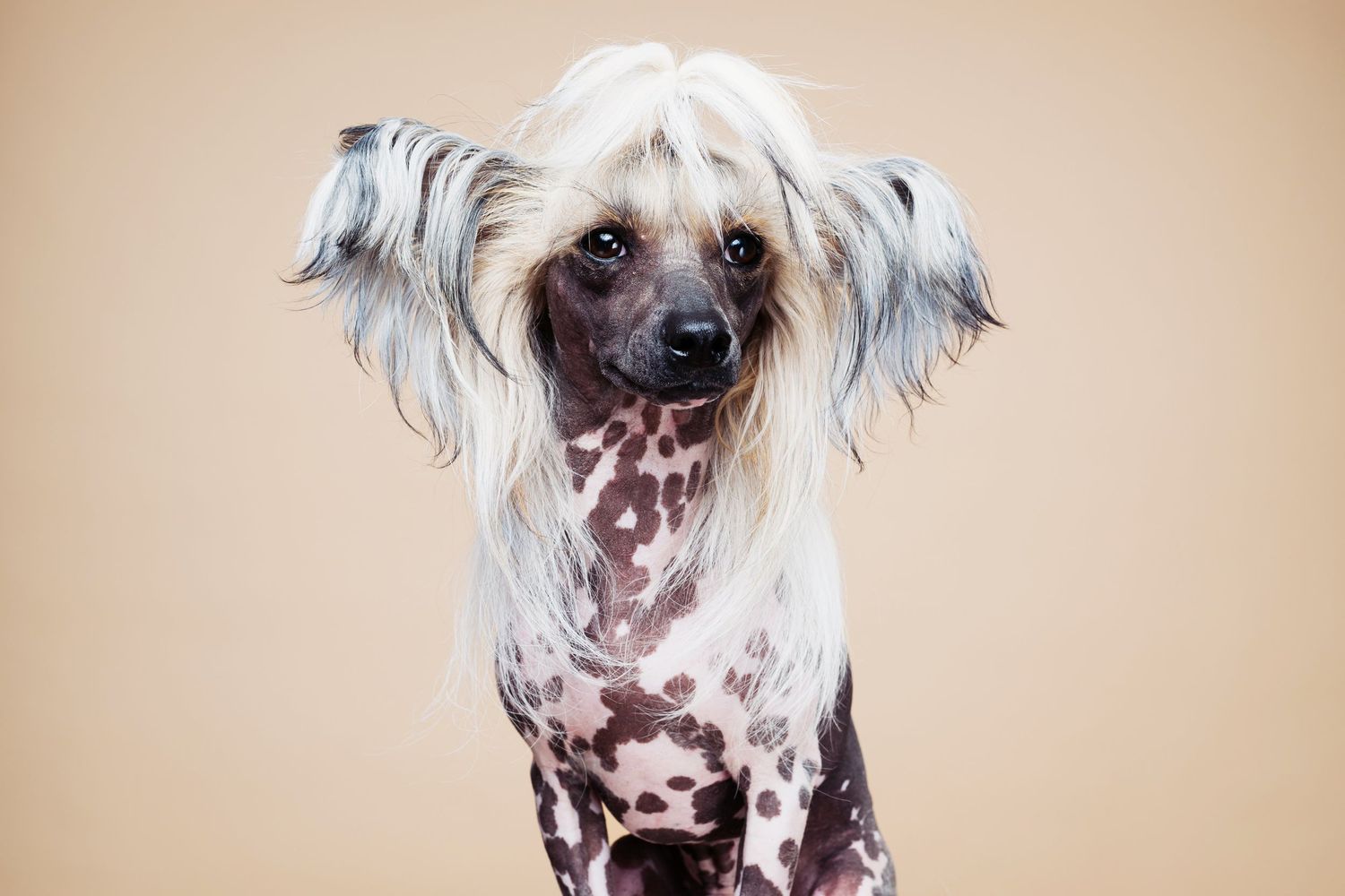 Chinese Crested hund fotografert i studio – hundefotograf i Oslo