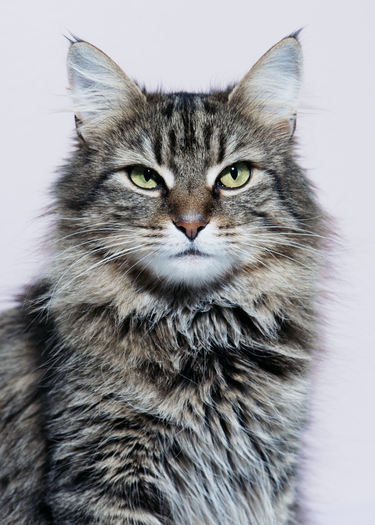 Katt fotografert i studio – profesjonell kattefotograf i Oslo