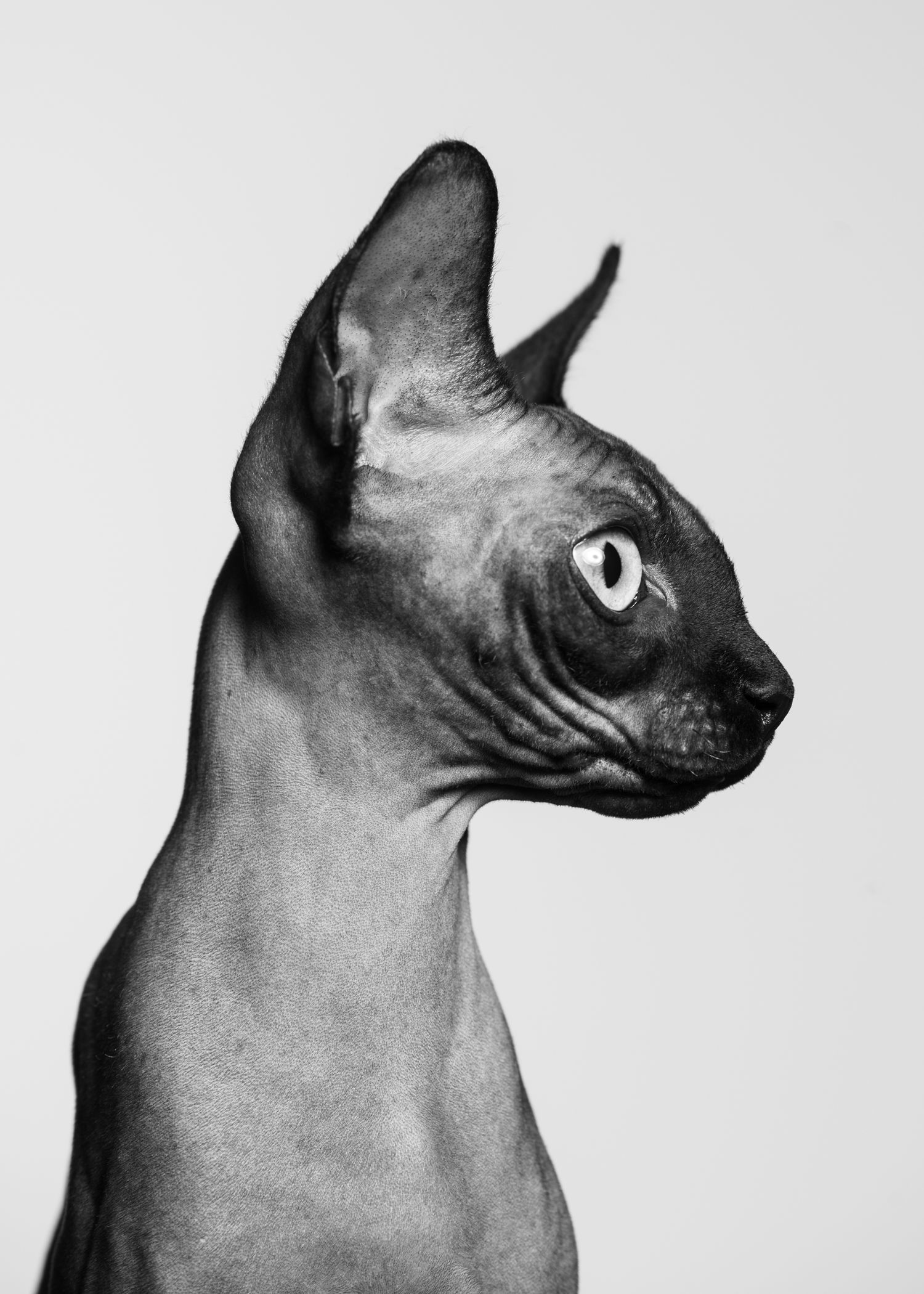 Sort-hvitt portrett av Sphynx-katt i studio – kunstnerisk kjæledyrfotografi i Oslo