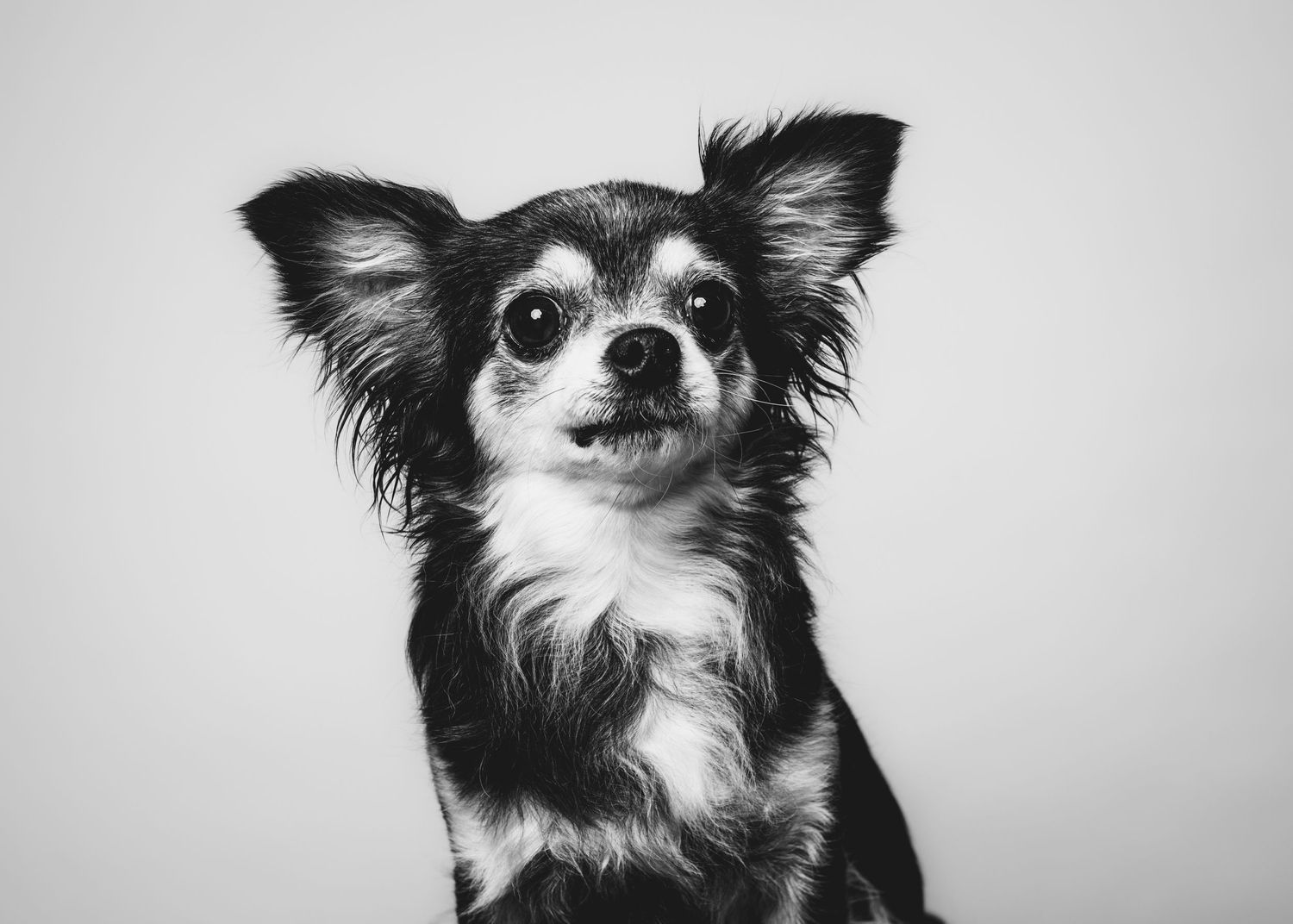 Svart-hvitt nærbilde av chihuahua – hundefotografering på Animania i Oslo