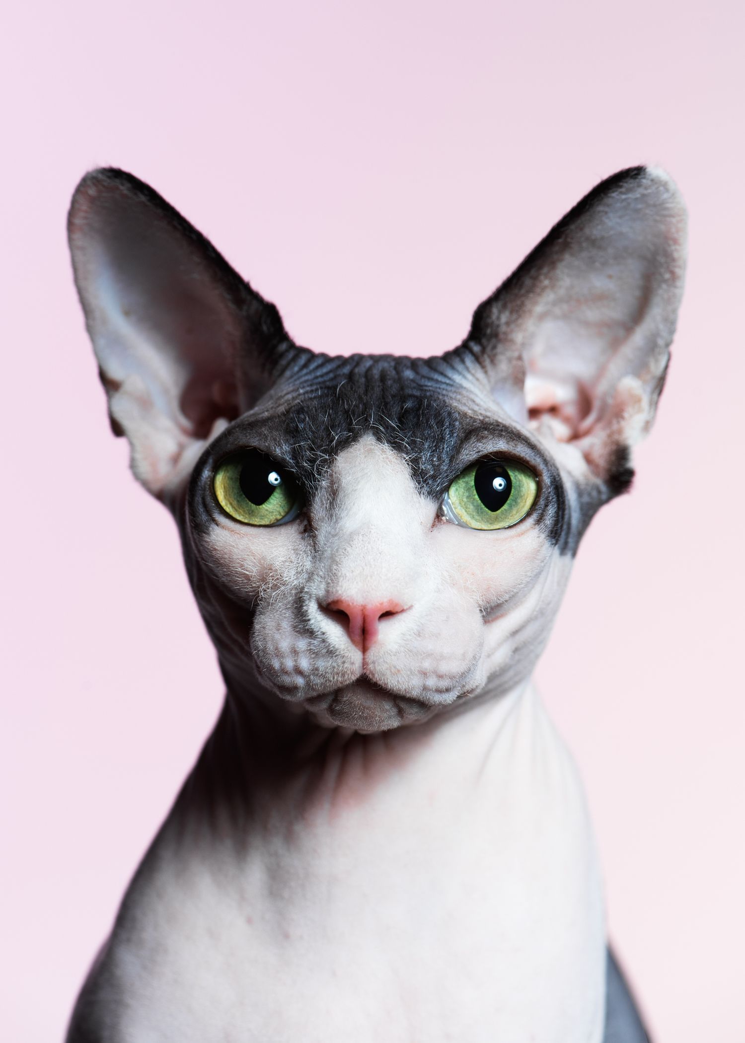 Portrett av Sphynx-katt i studio – kunstnerisk kattefotograf i Oslo