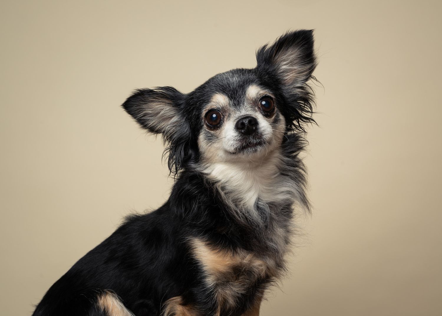 Studioportrett av langhåret chihuahua, Alma mot lys beige bakgrunn hos MØ Dyrefoto.