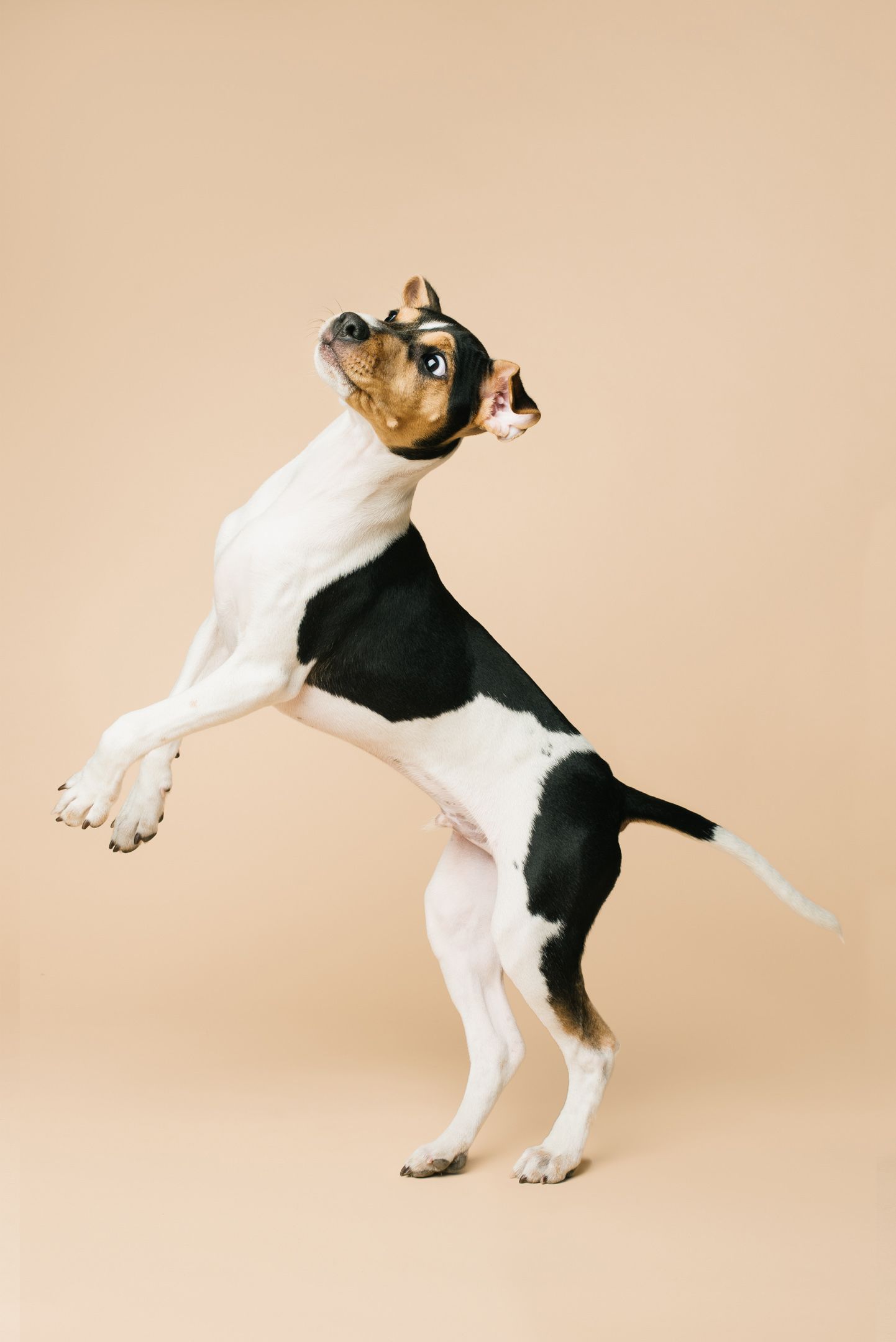 In action - portrett av Dansk-svensk gårdshund fotografert av hundefotograf i Oslo