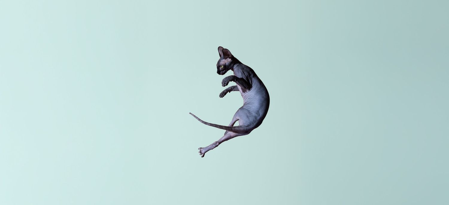 Sphynx-katt som hopper i studio med turkis bakgrunn – kreativ dyrefotografering i Oslo