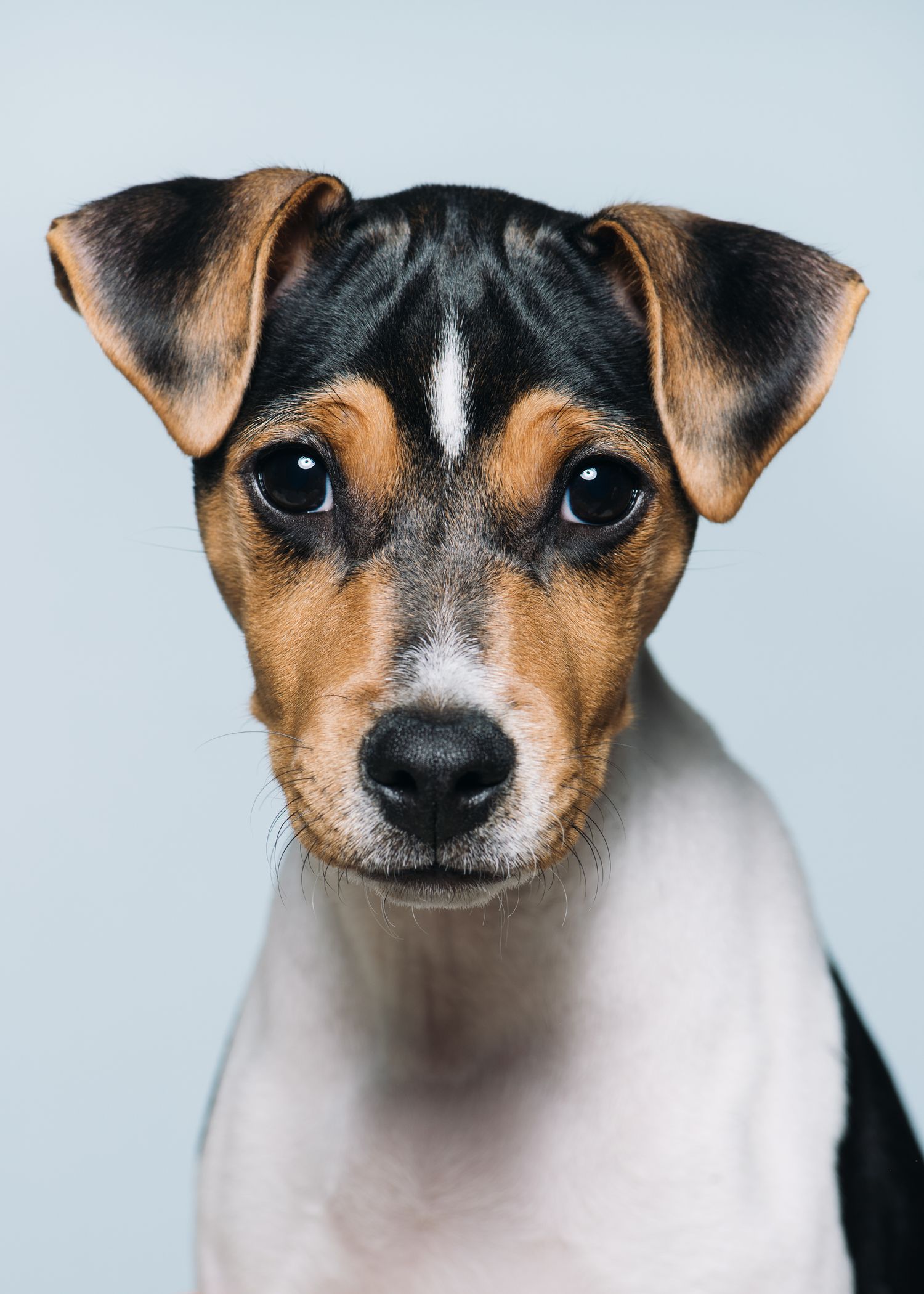 Brasiliansk terrier portrettert i studio med lys bakgrunn – profesjonell hundefotograf i Oslo