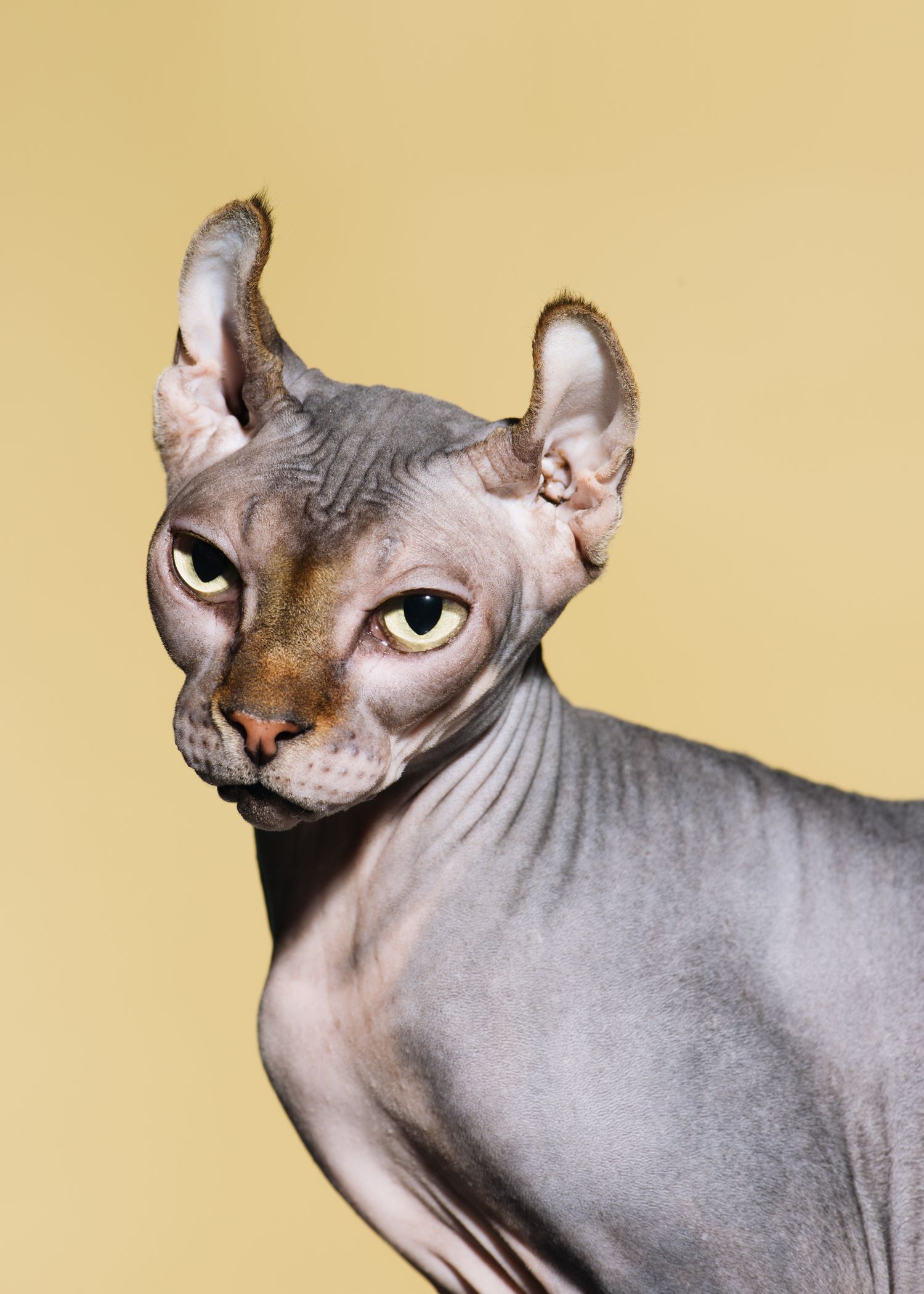 Nakenkatt fotografert i studio mot gul bakgrunn – kreativ dyrefotografering