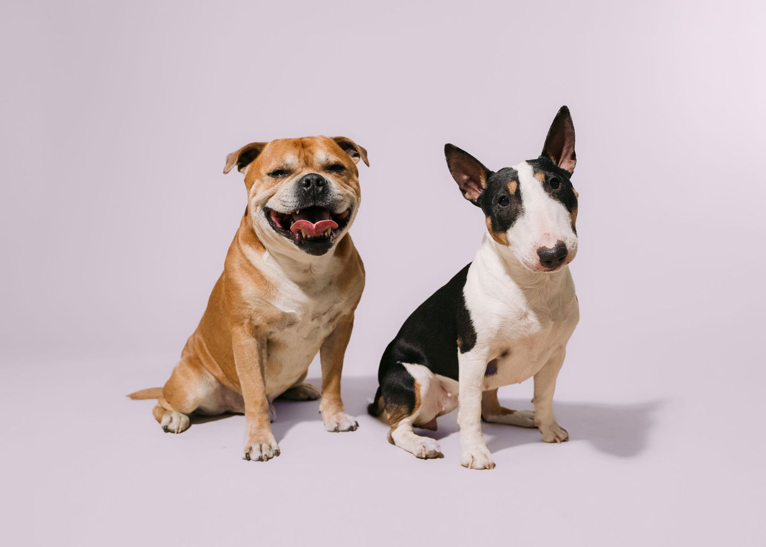 Staffordshire bull terrier og bull terrier fotografert i studio i Oslo.
